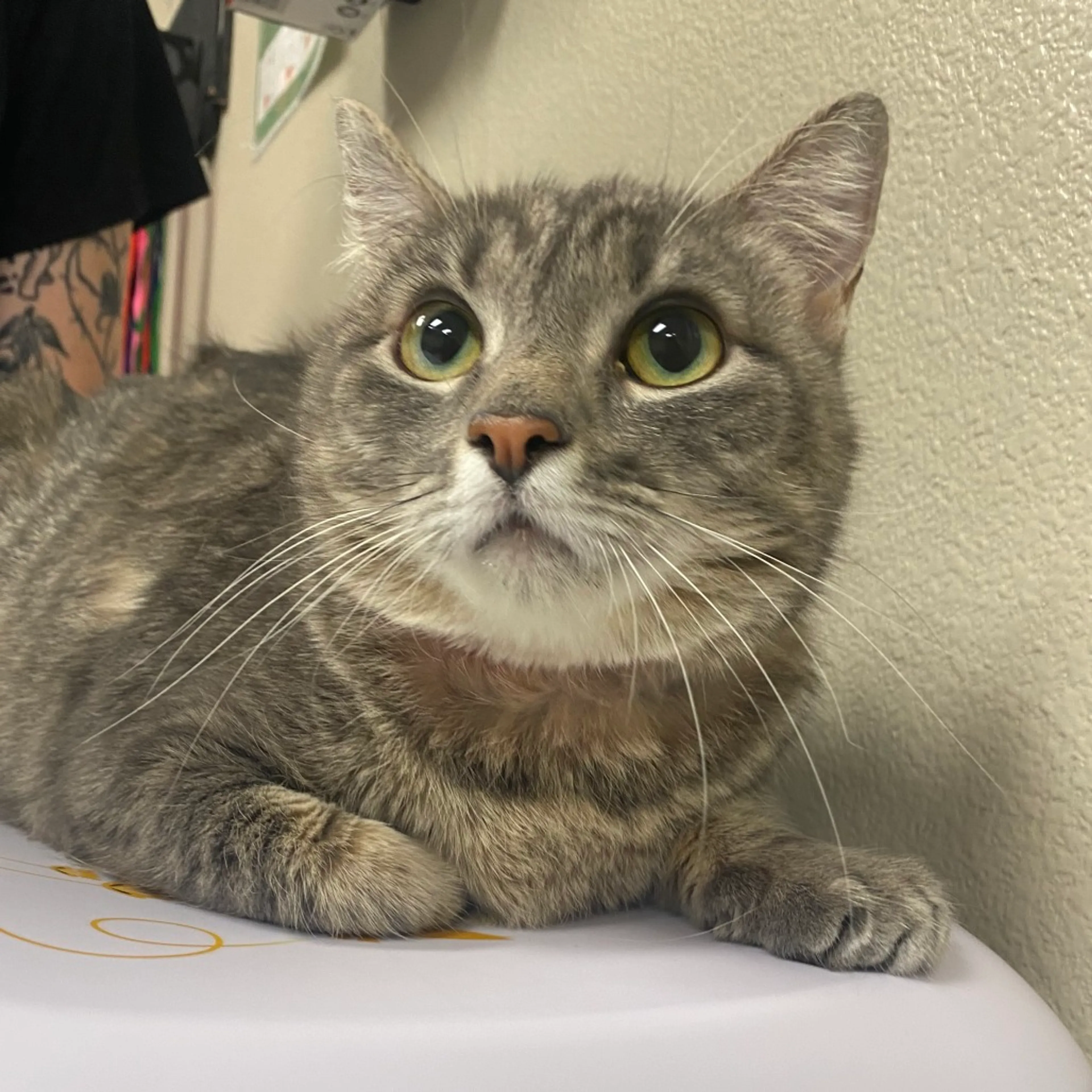 Found pet-1