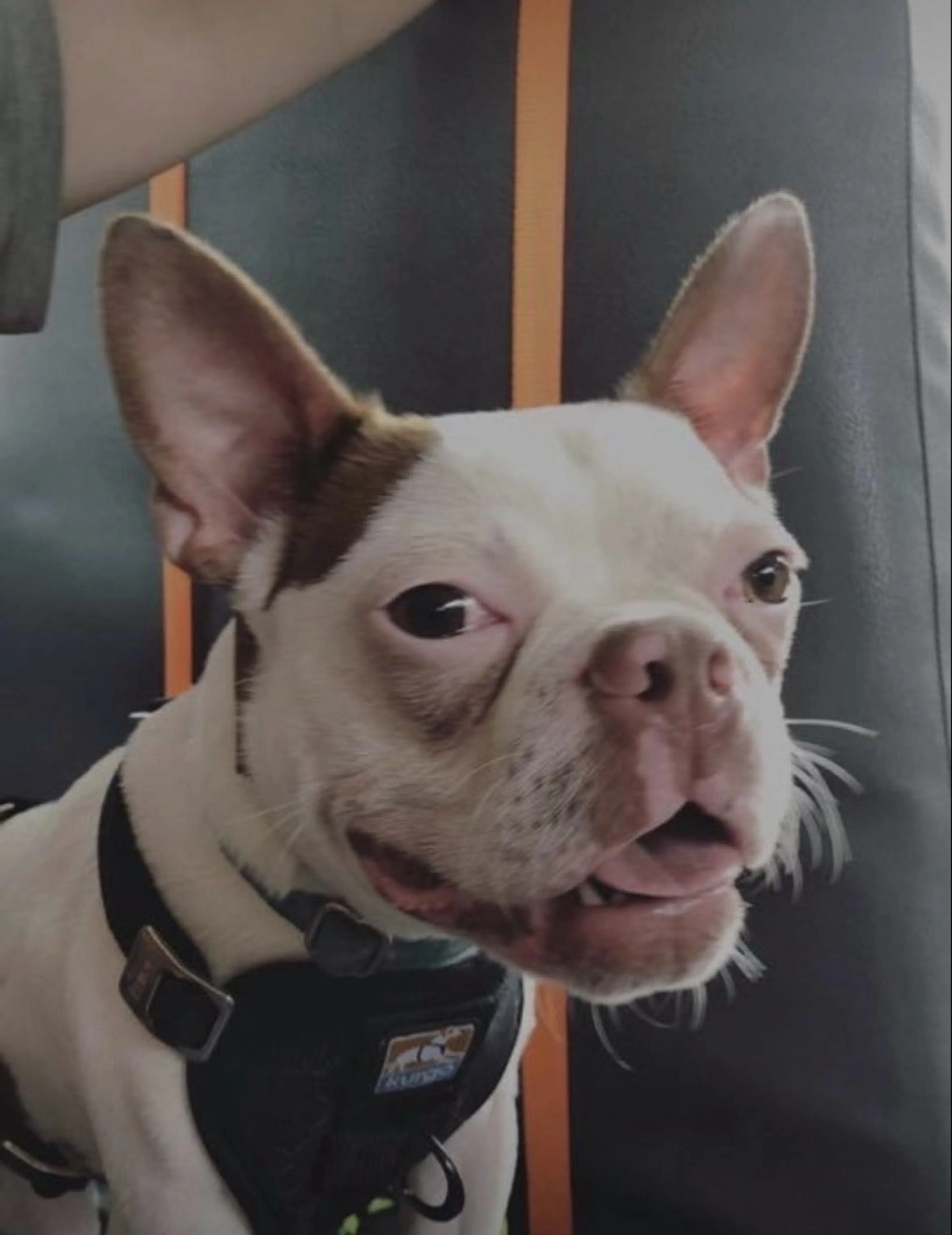 Lost pet