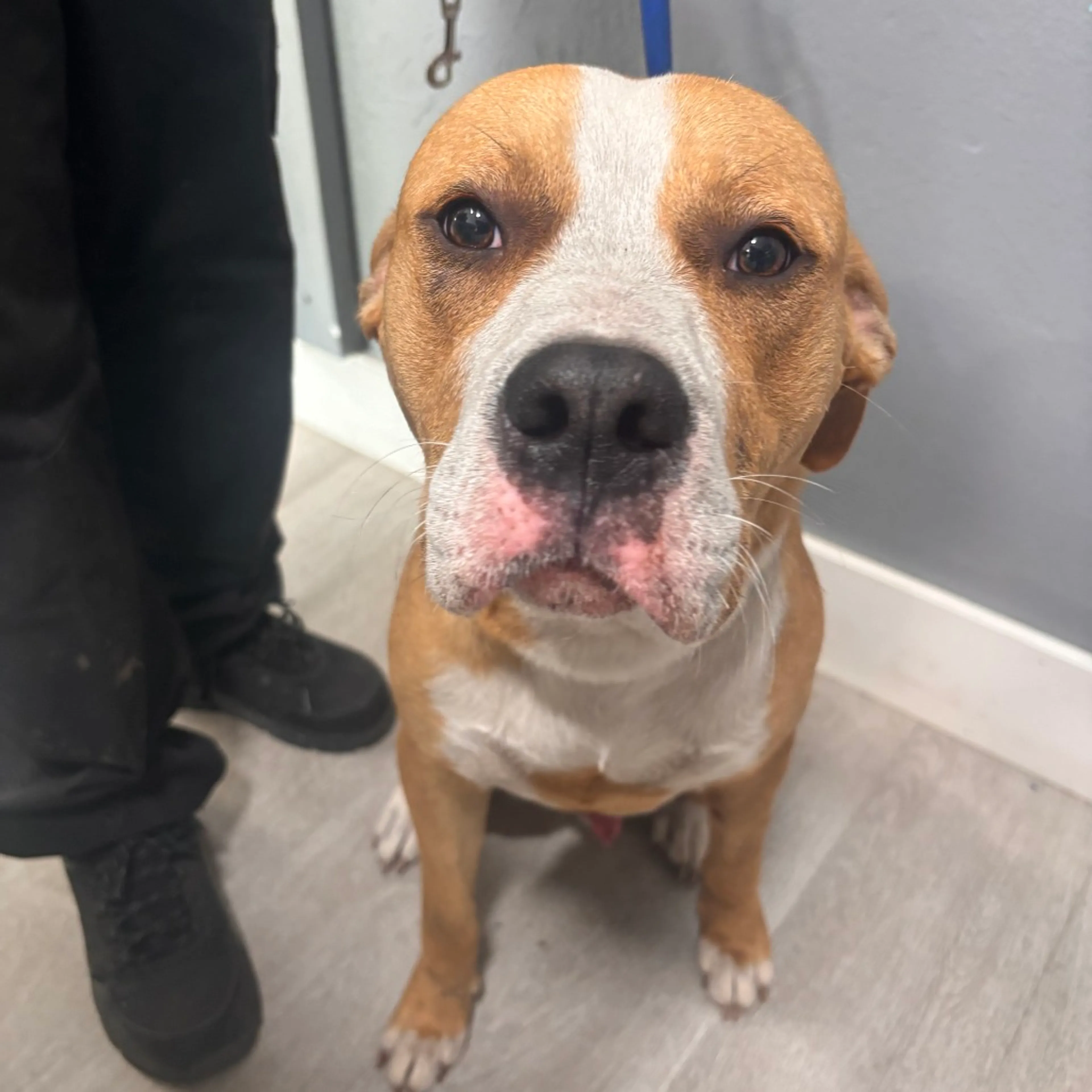 Found pet