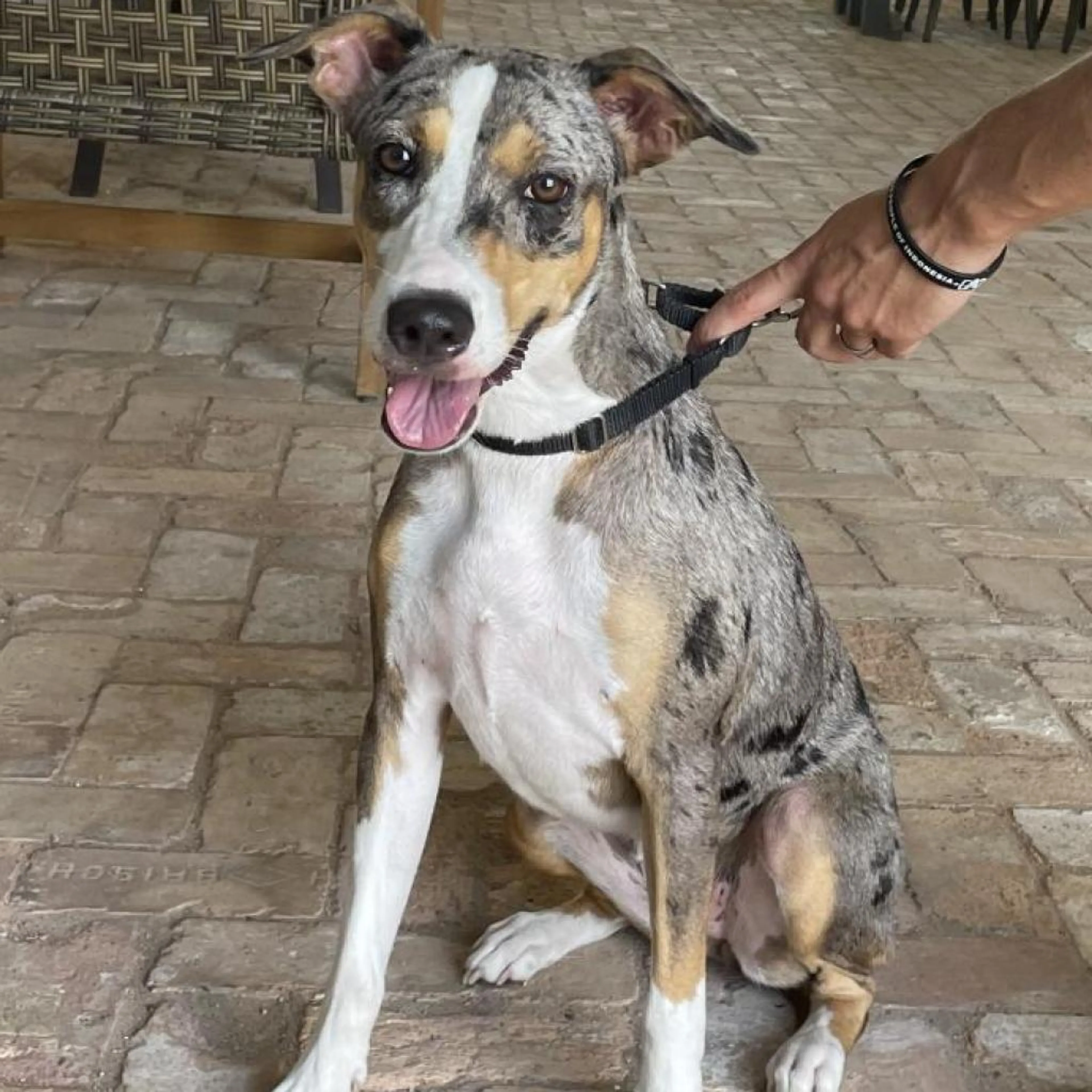 Found pet-1