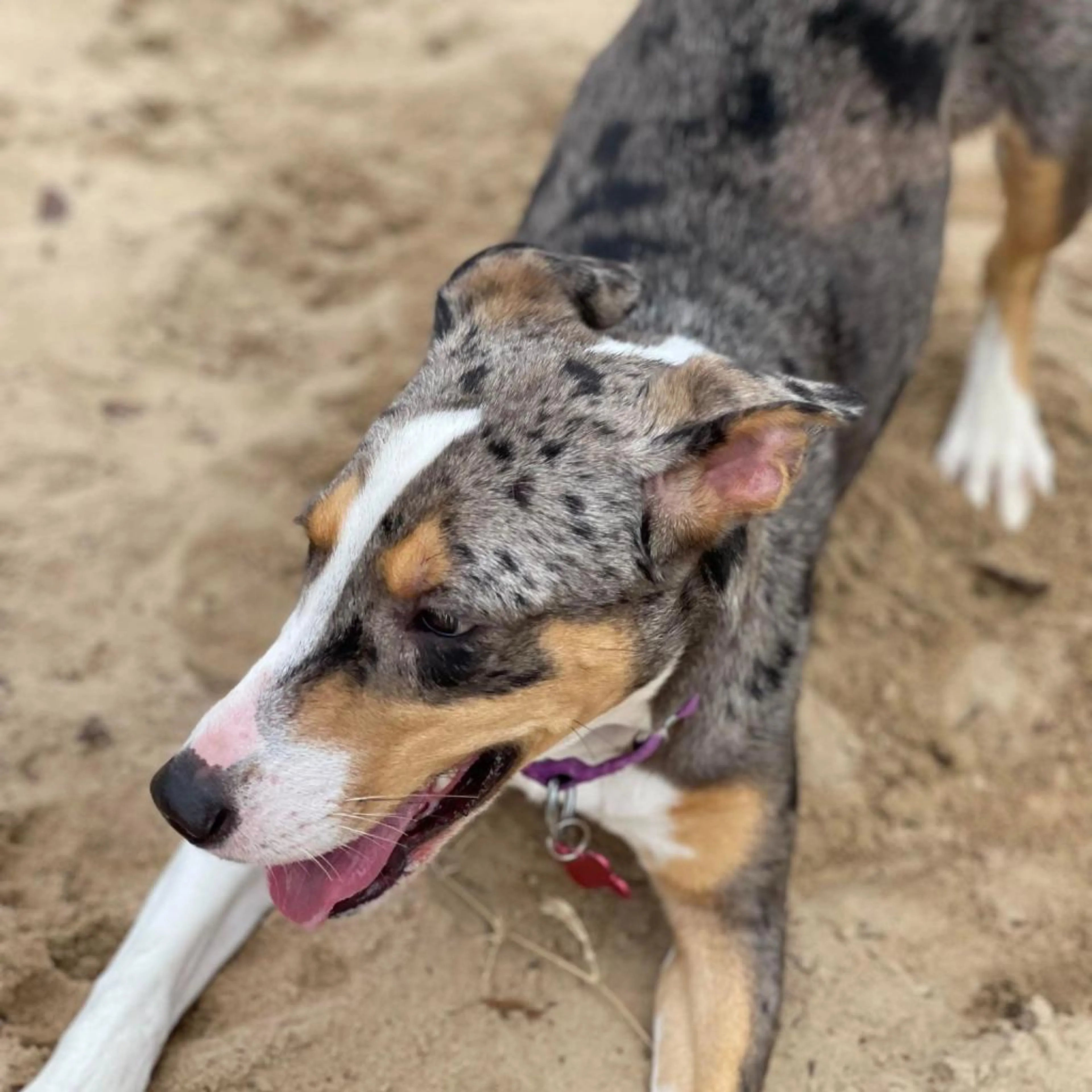 Found pet-5
