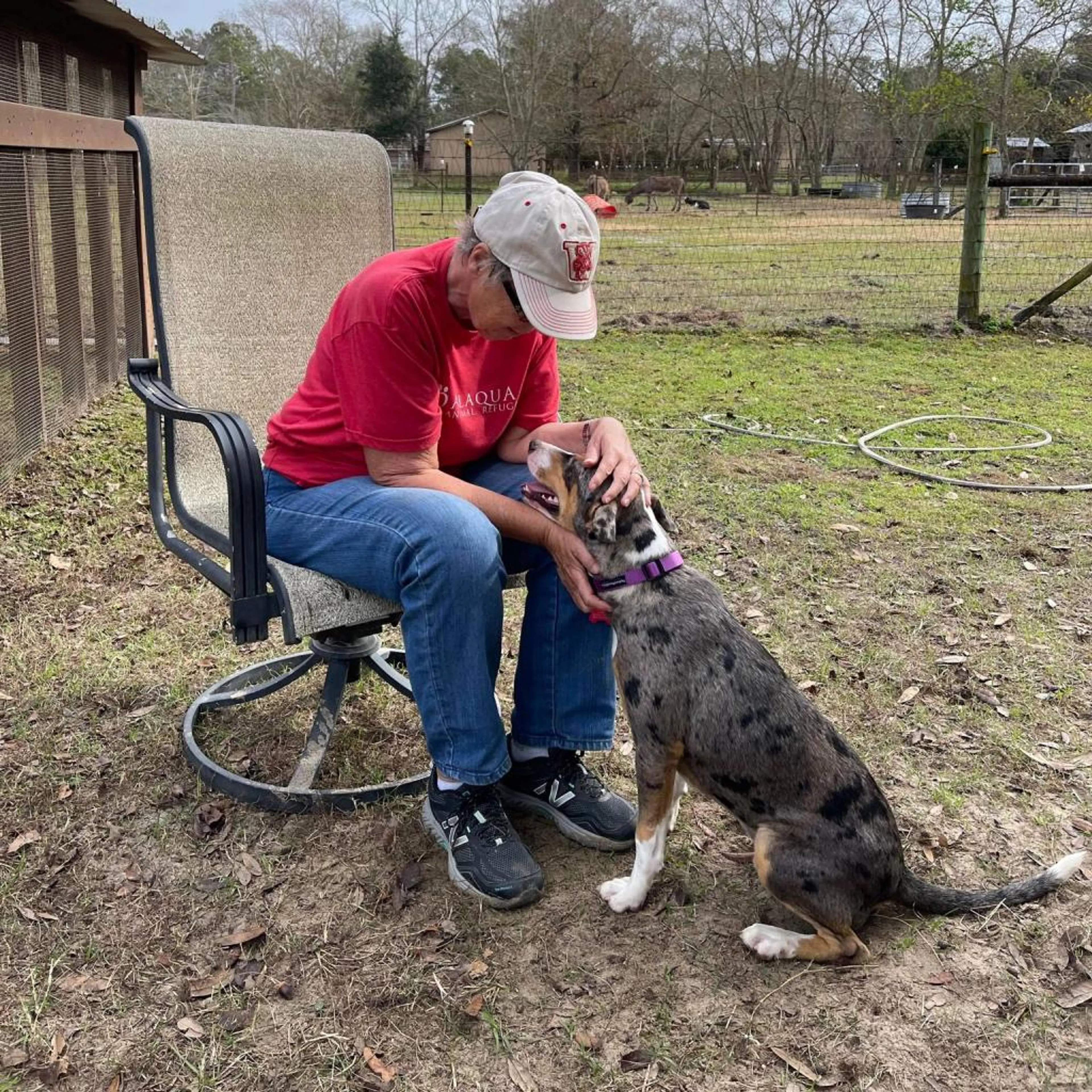 Found pet-4