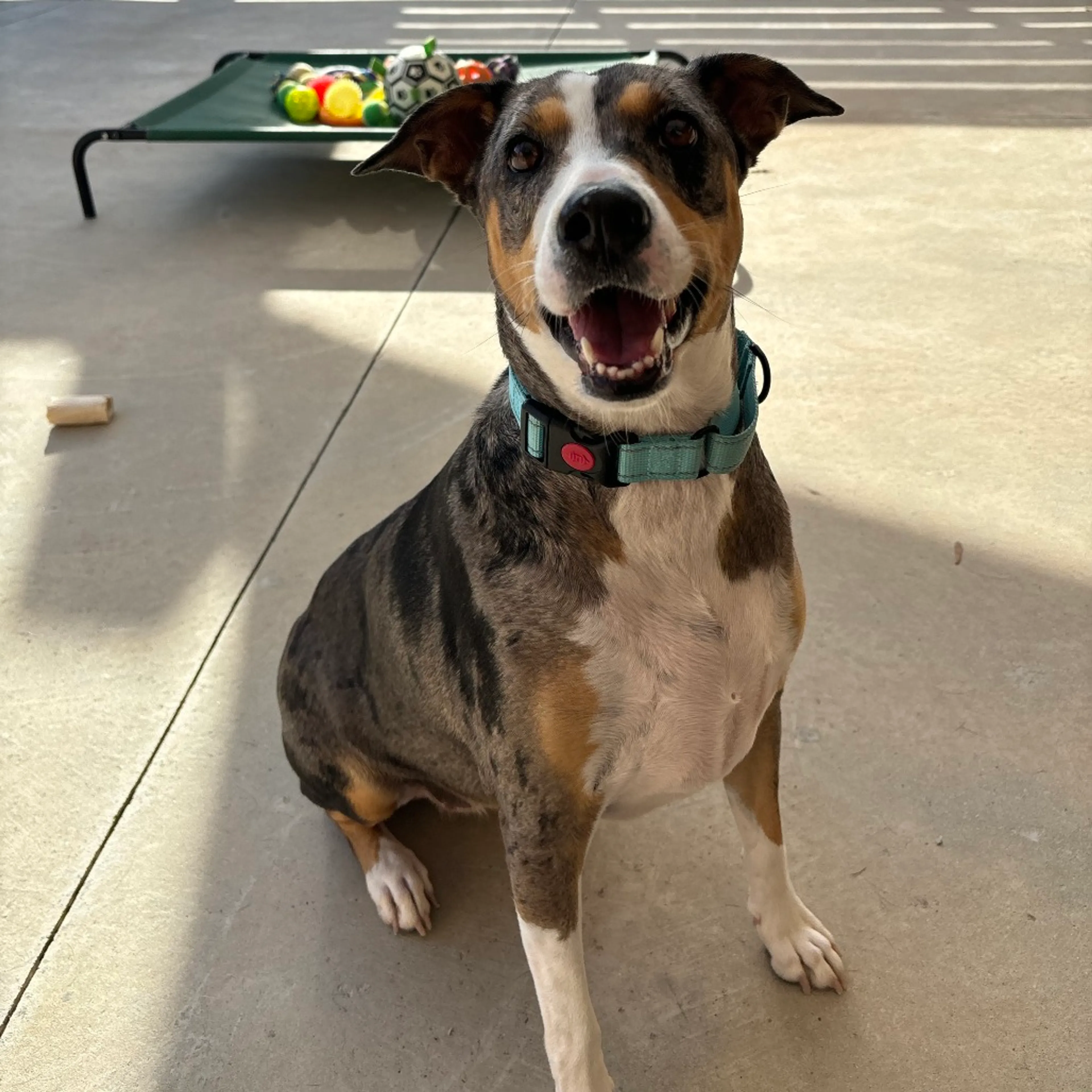 Found pet-6