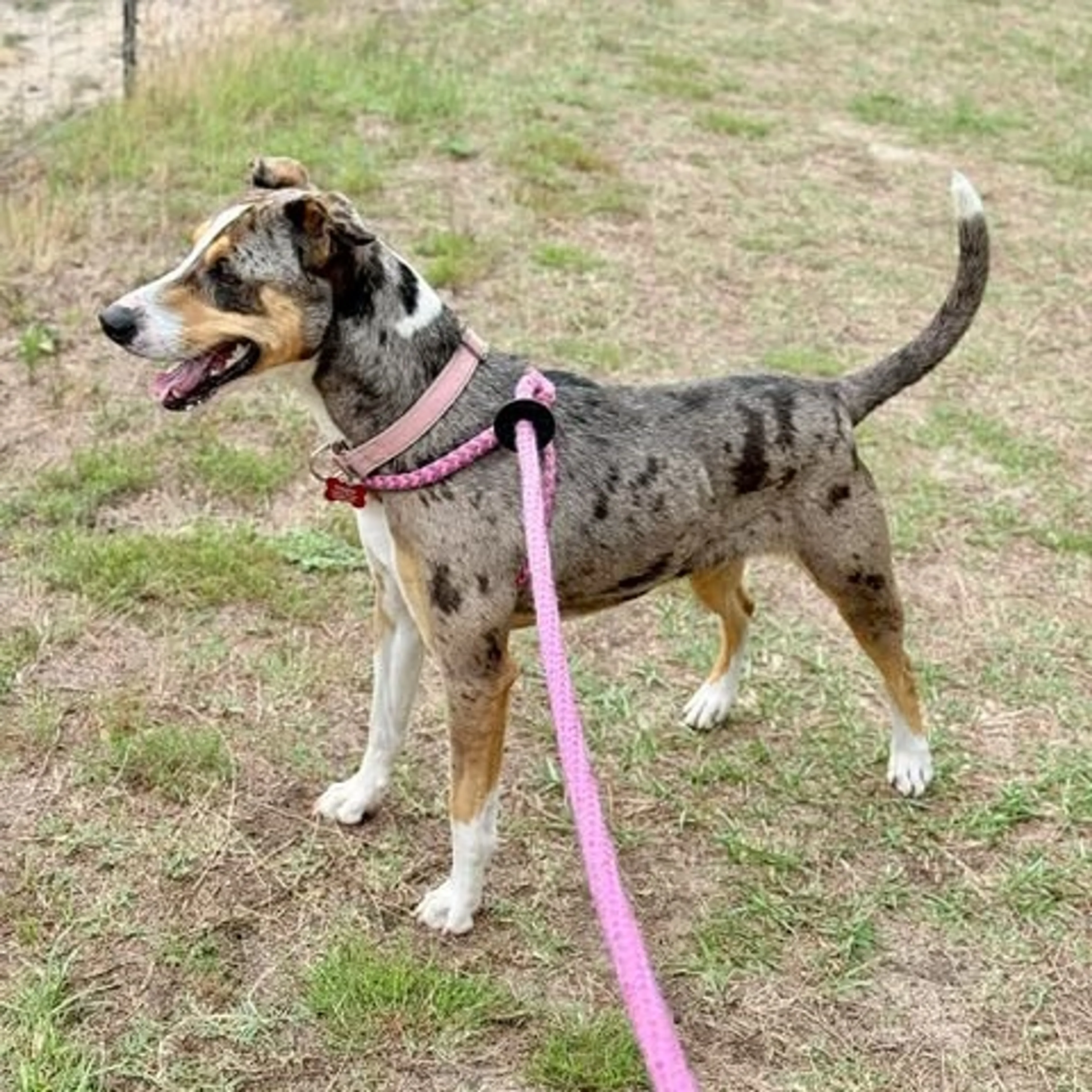 Found pet-8