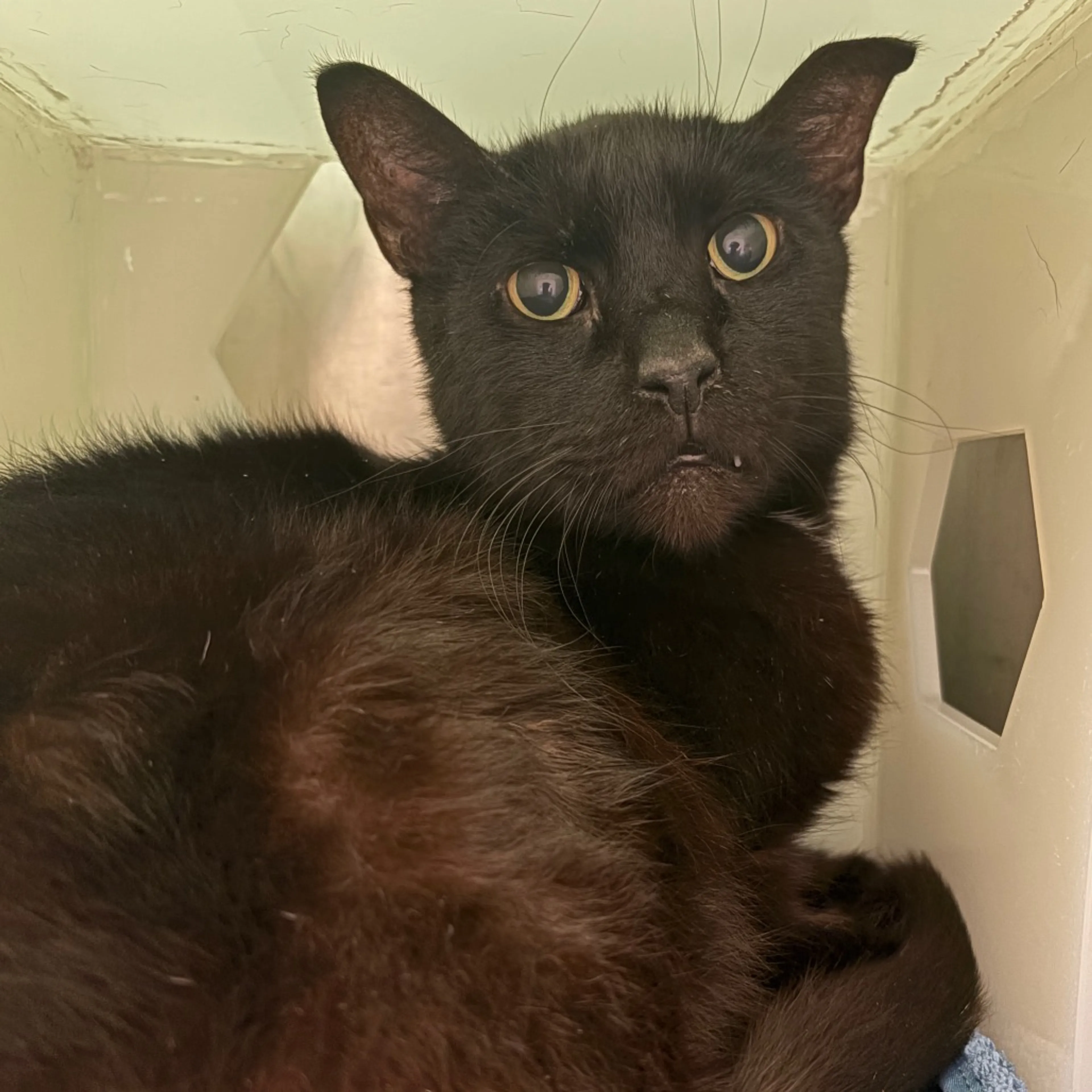 Found pet