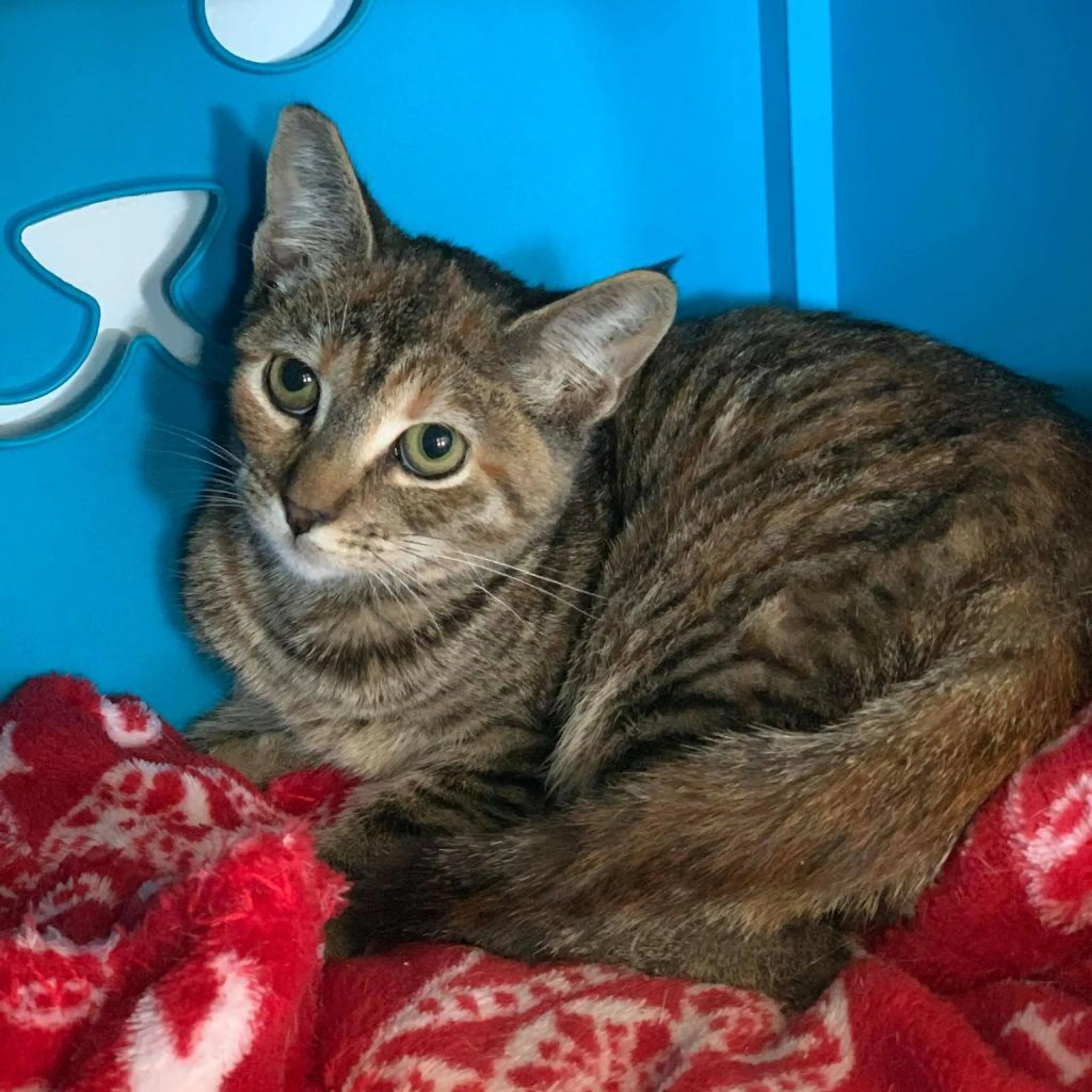 Found pet-2