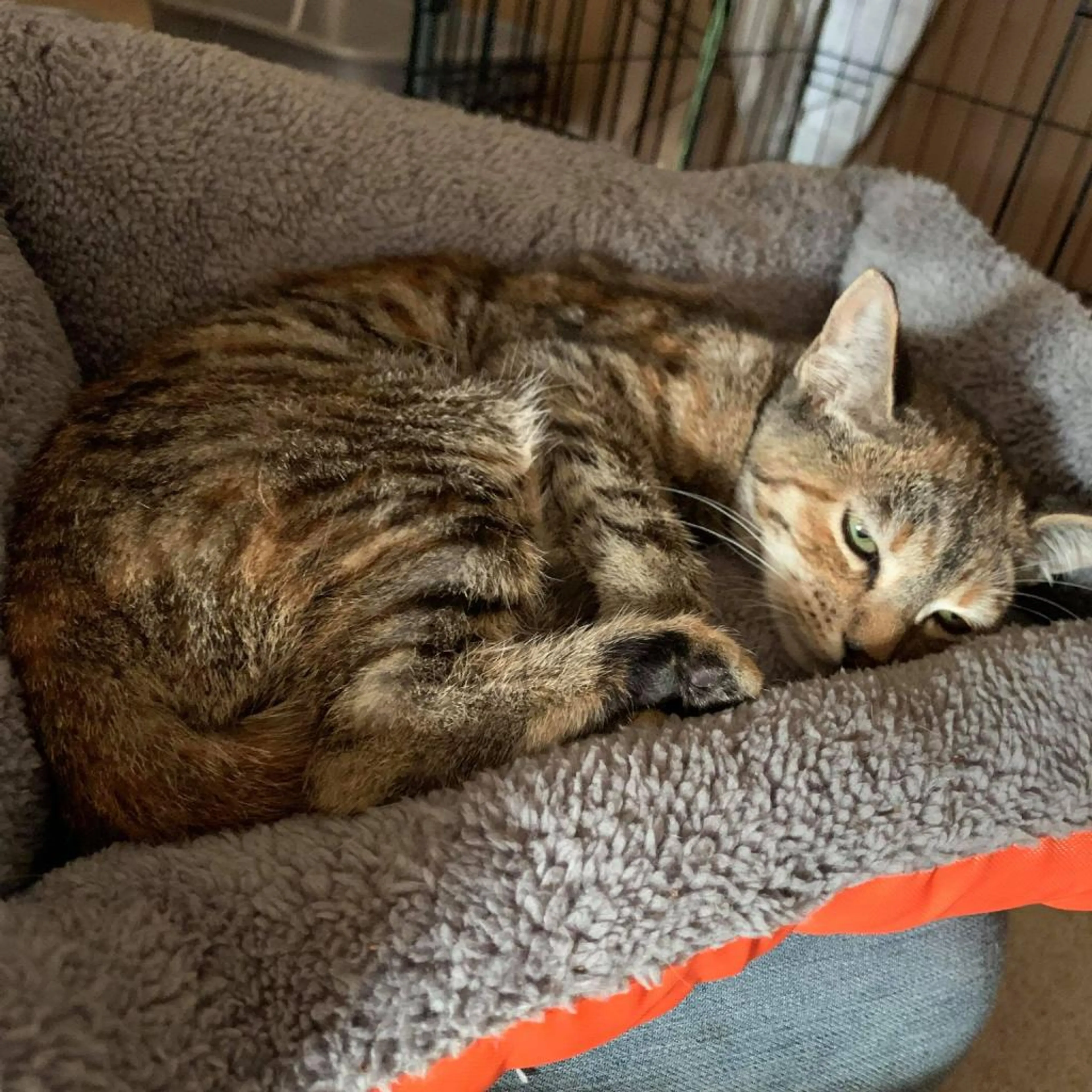 Found pet-3