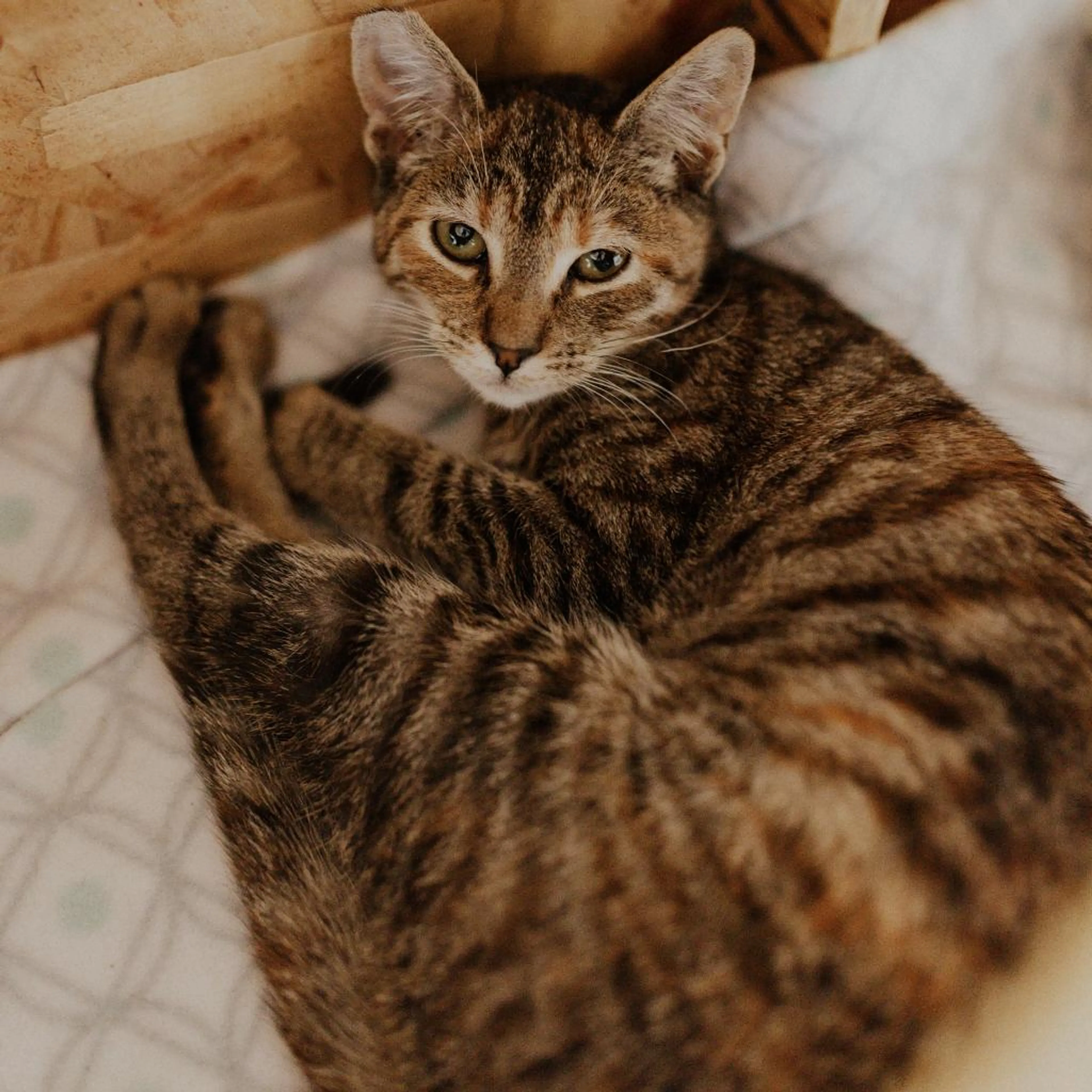Found pet-0