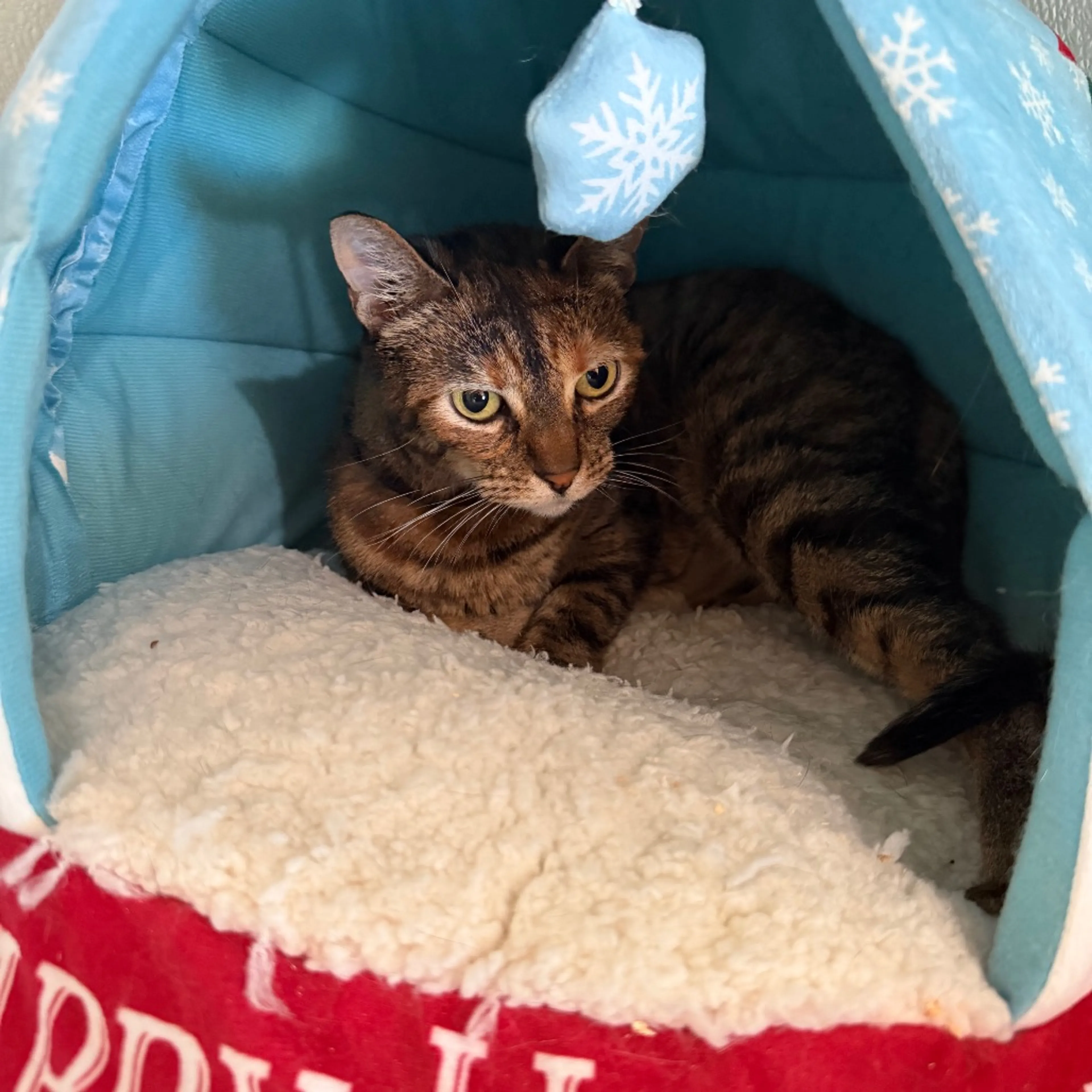 Found pet-4