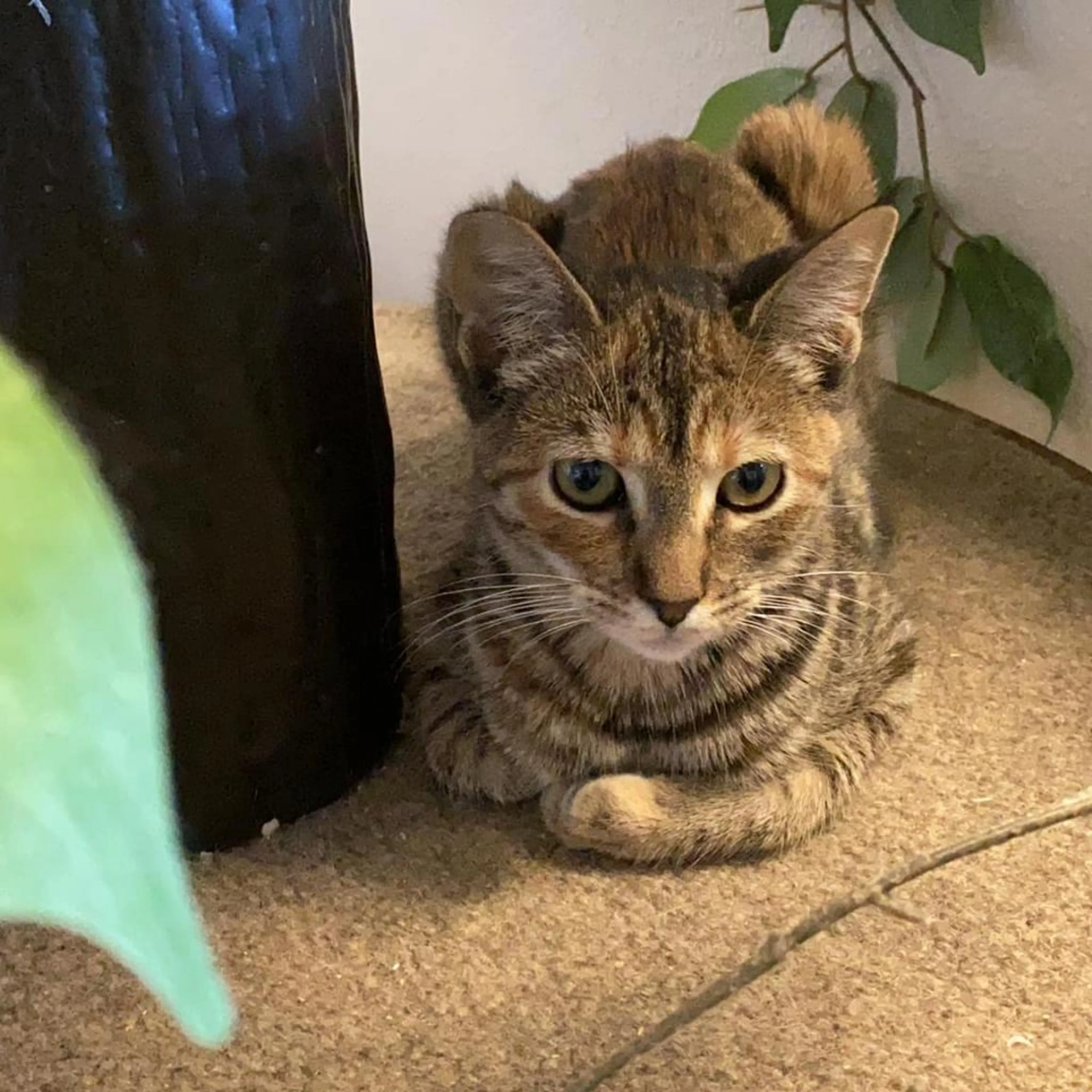 Found pet-1