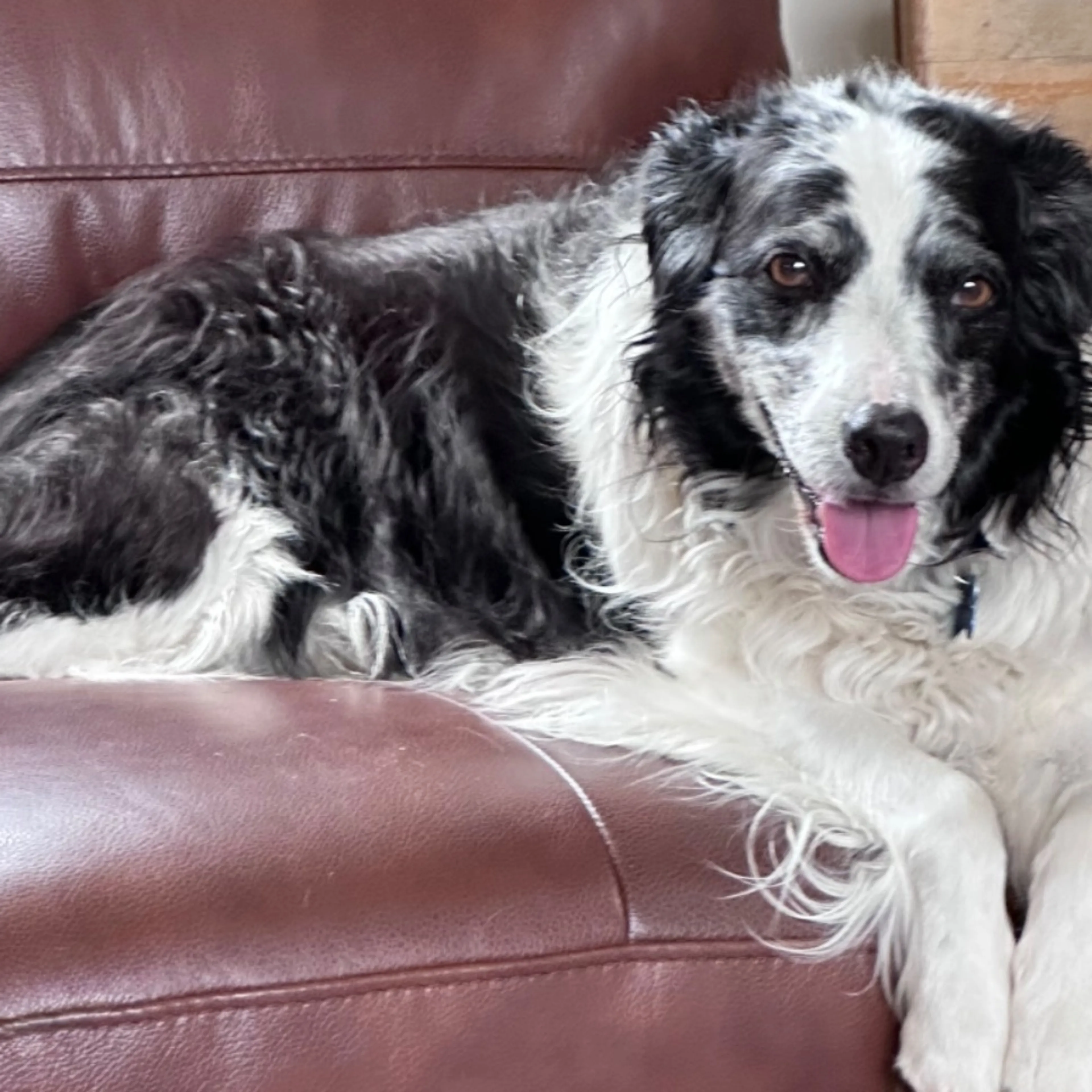 Lost pet