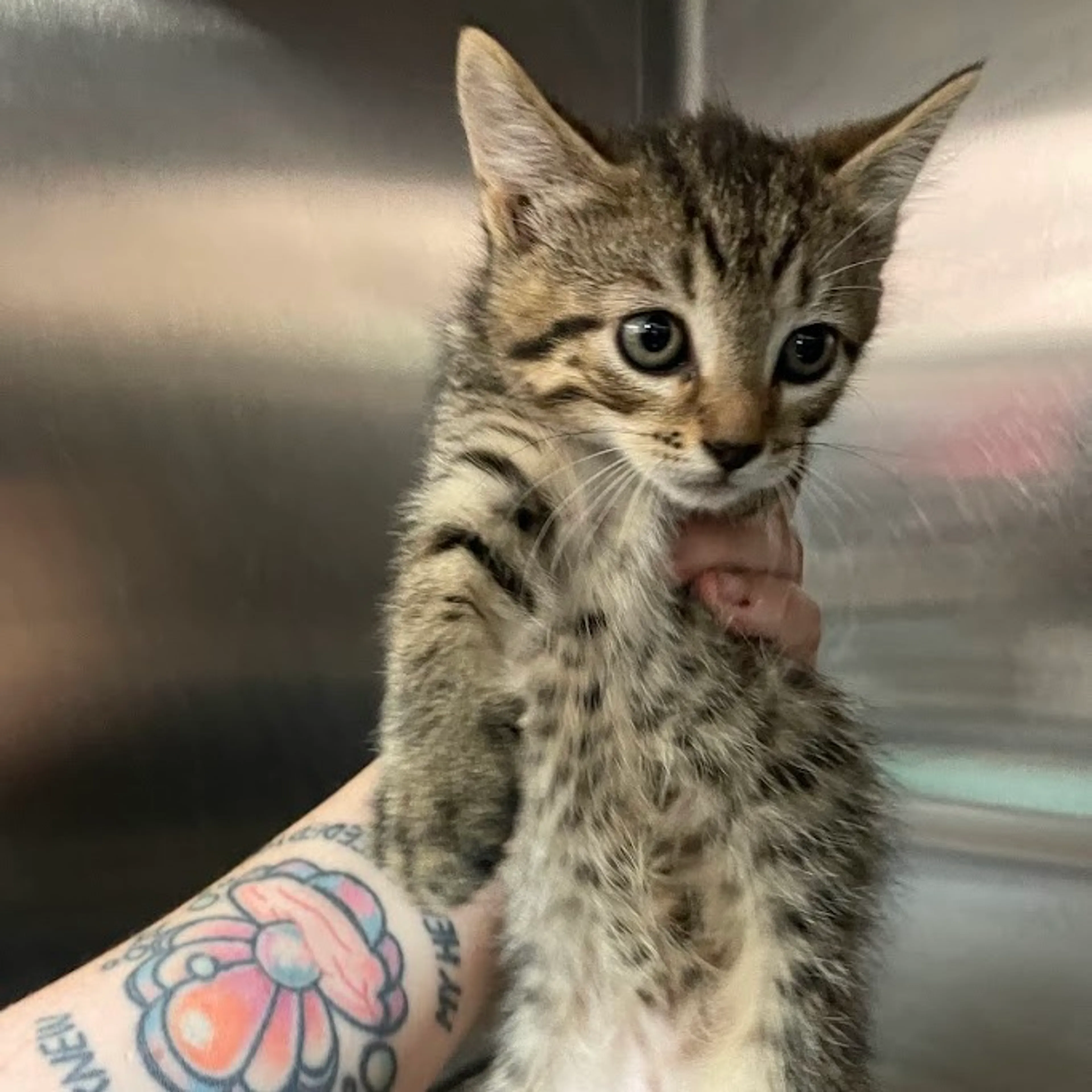 Found pet