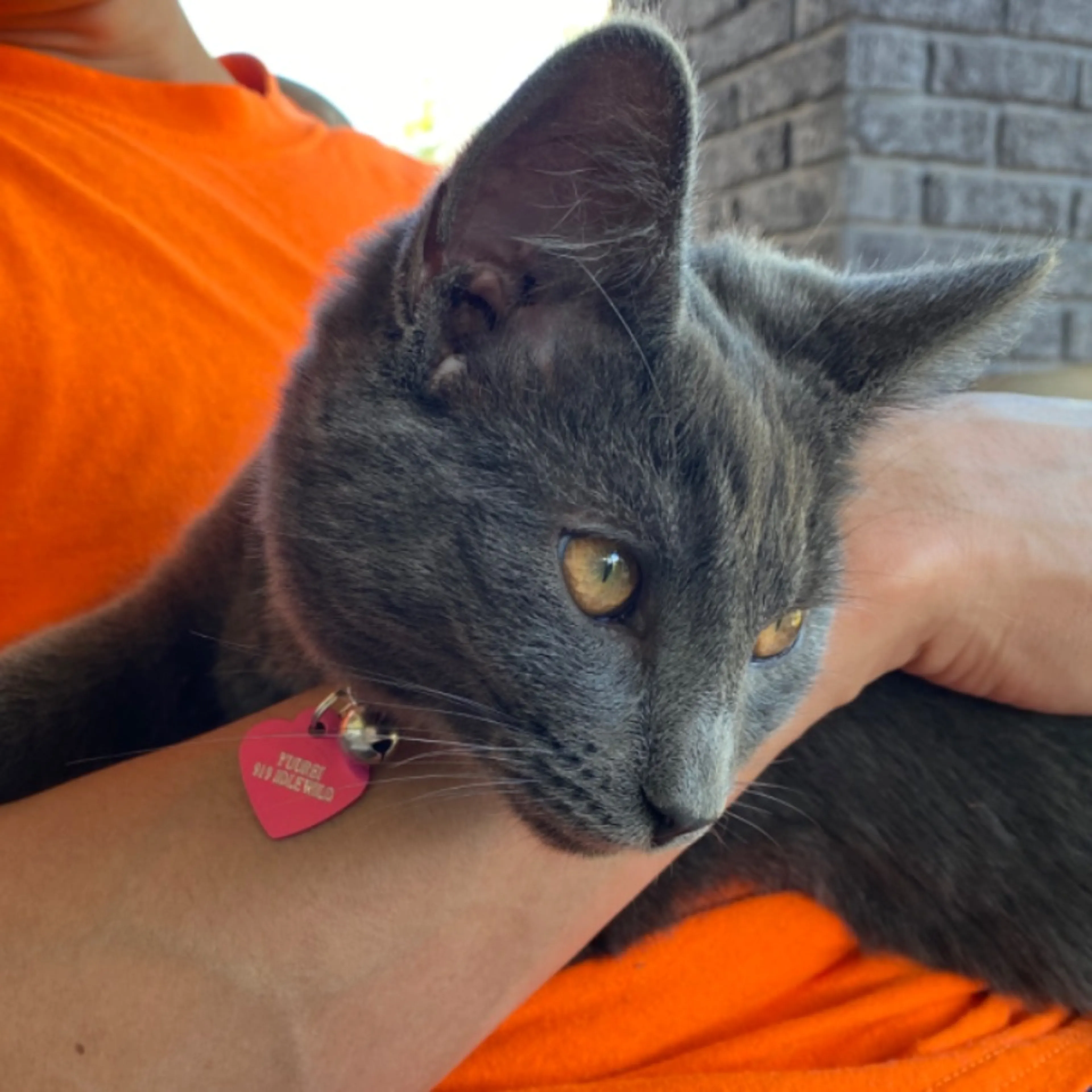 Lost pet-0