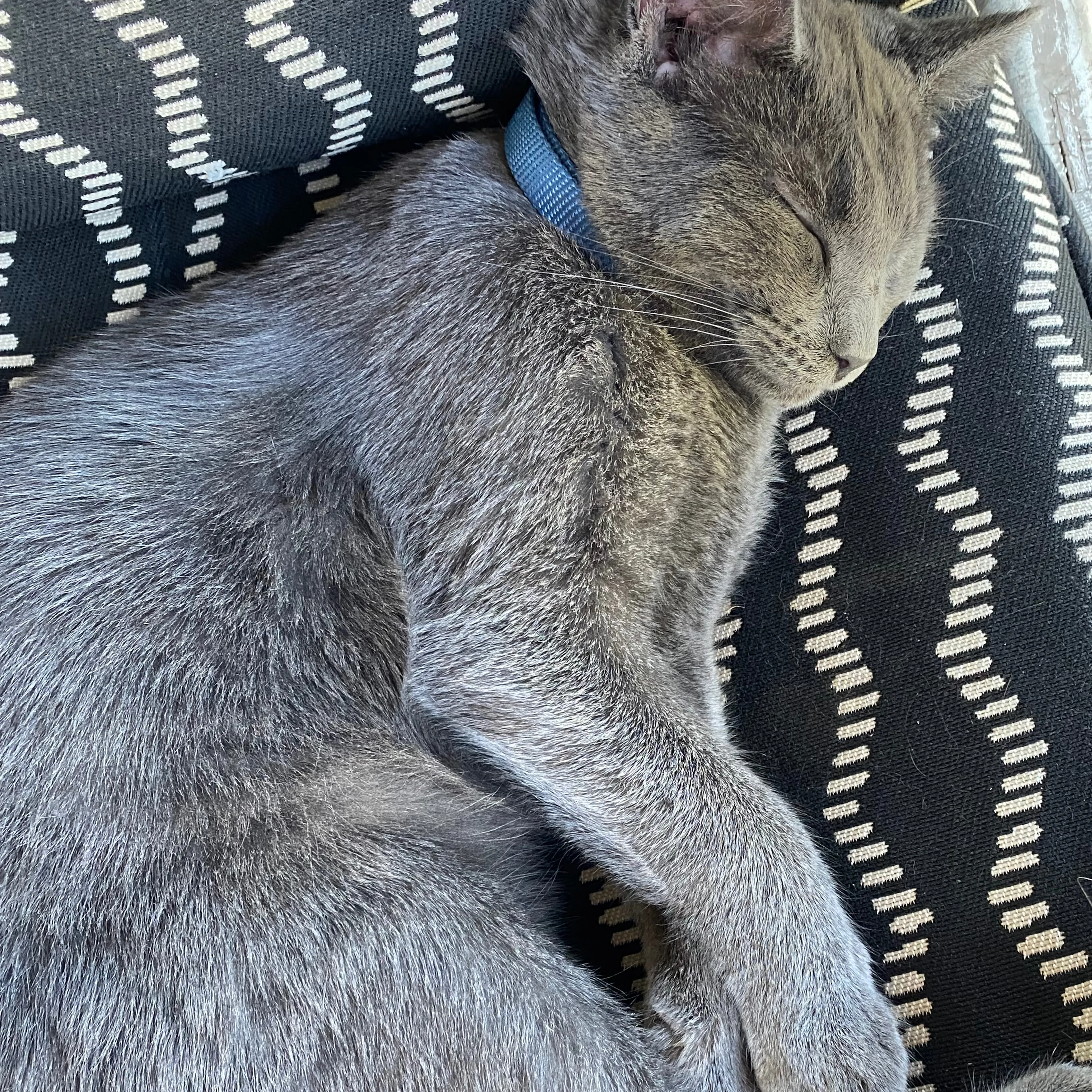 Lost pet-1