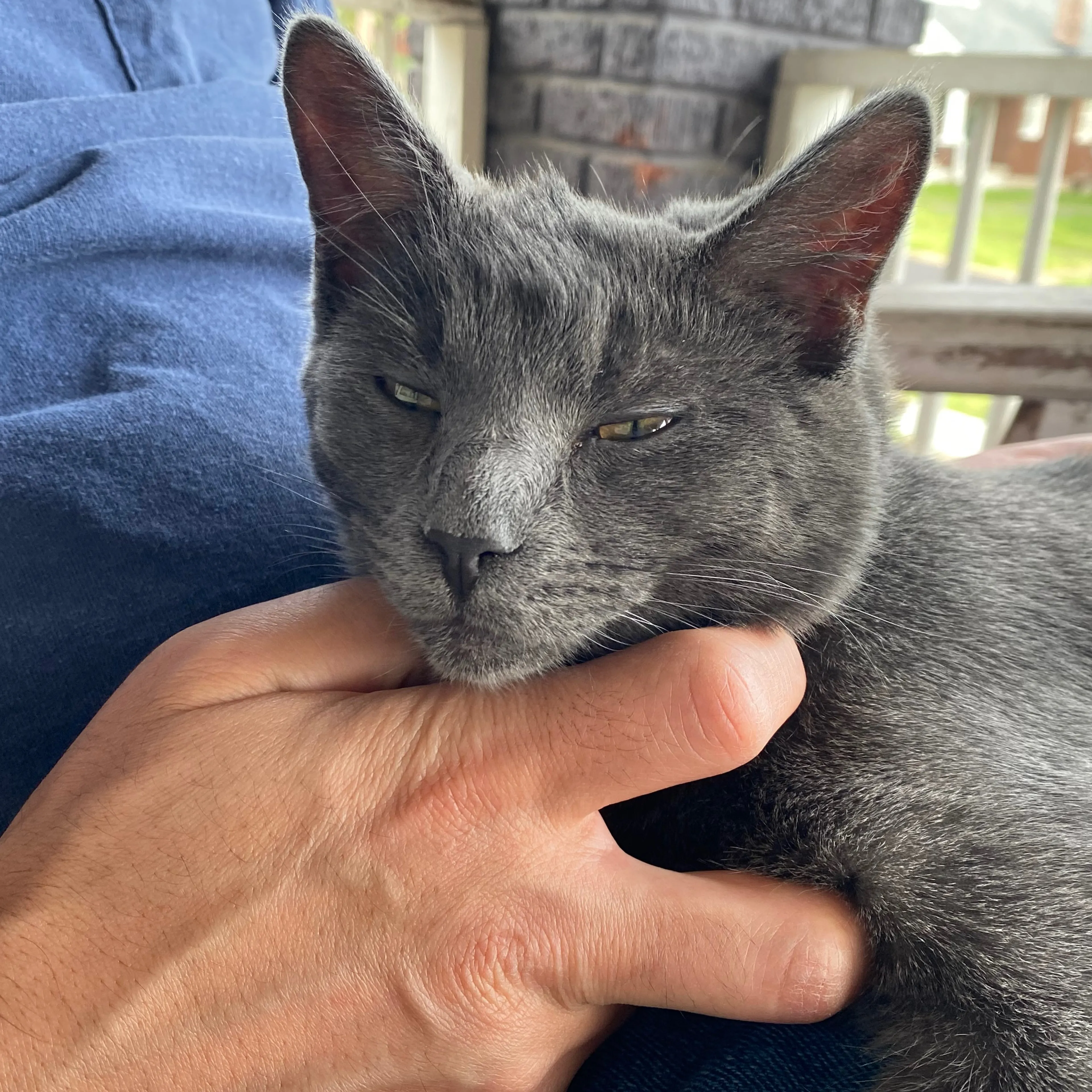 Lost pet-2
