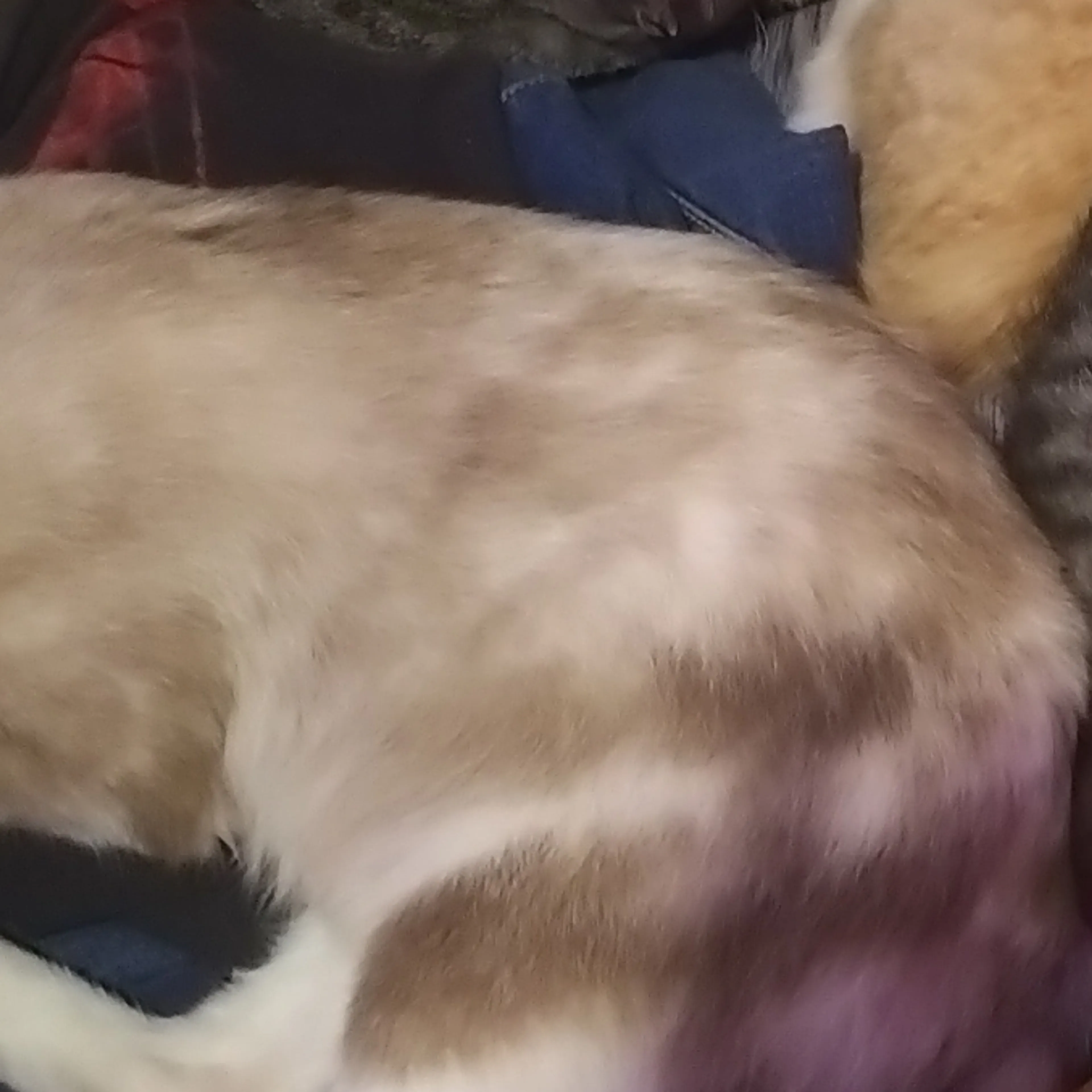 Lost pet-1