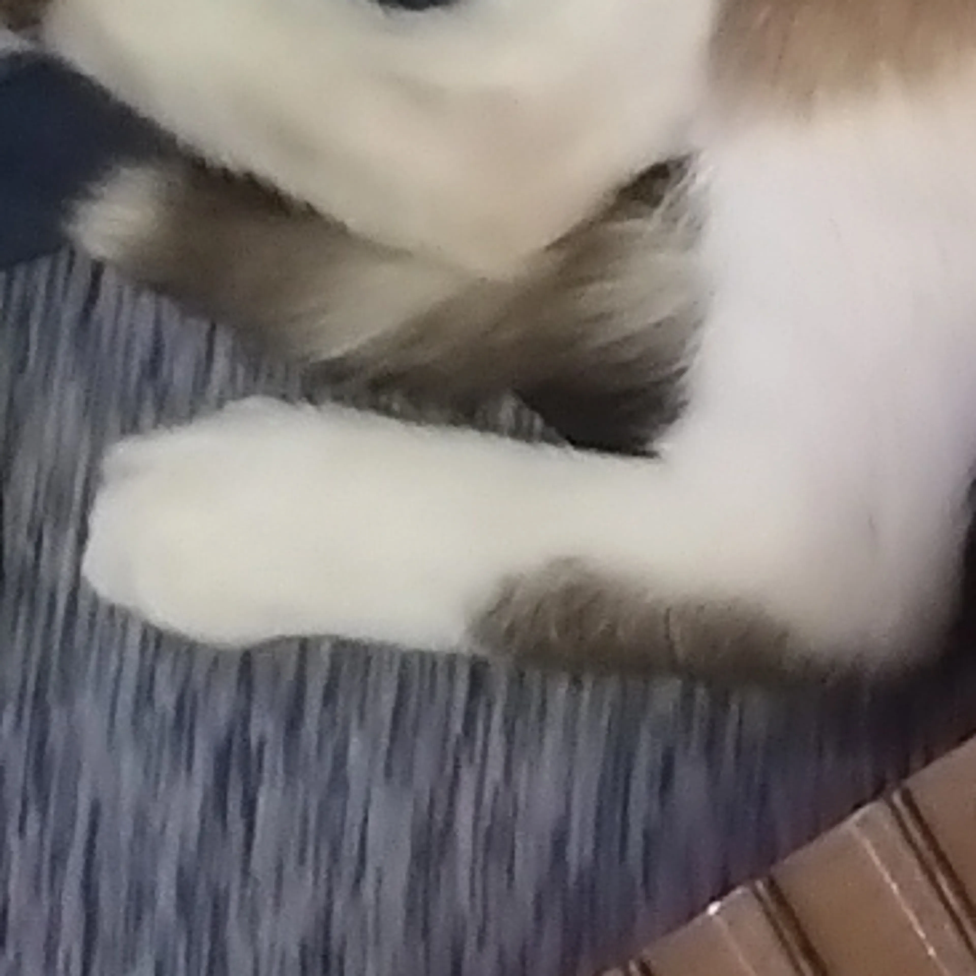 Lost pet-3