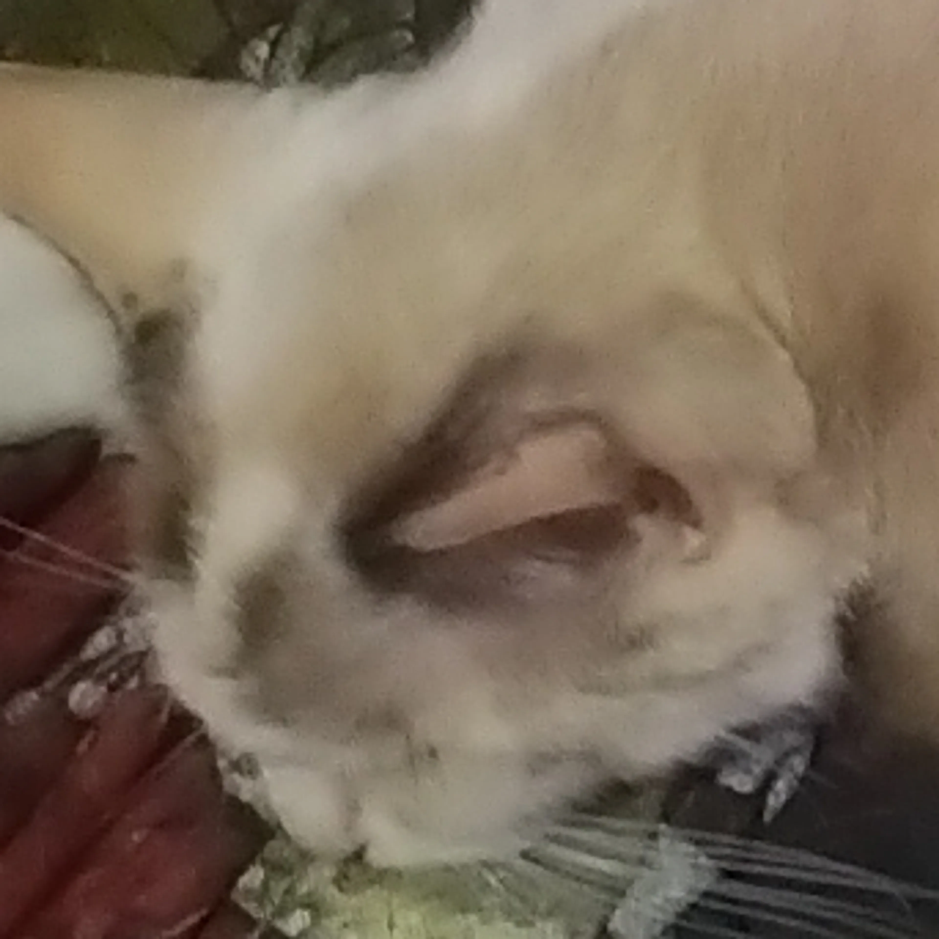 Lost pet-2