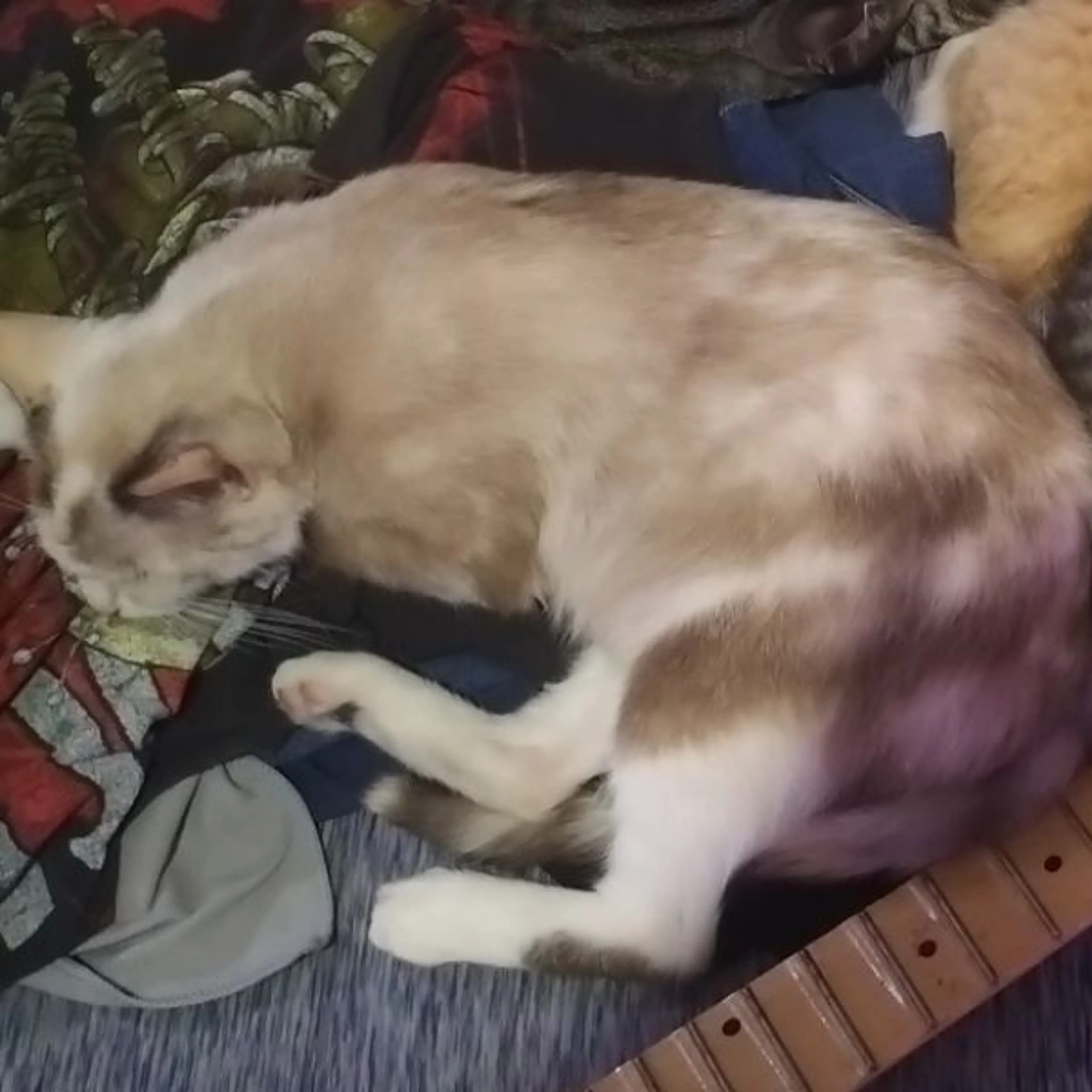 Lost pet-0