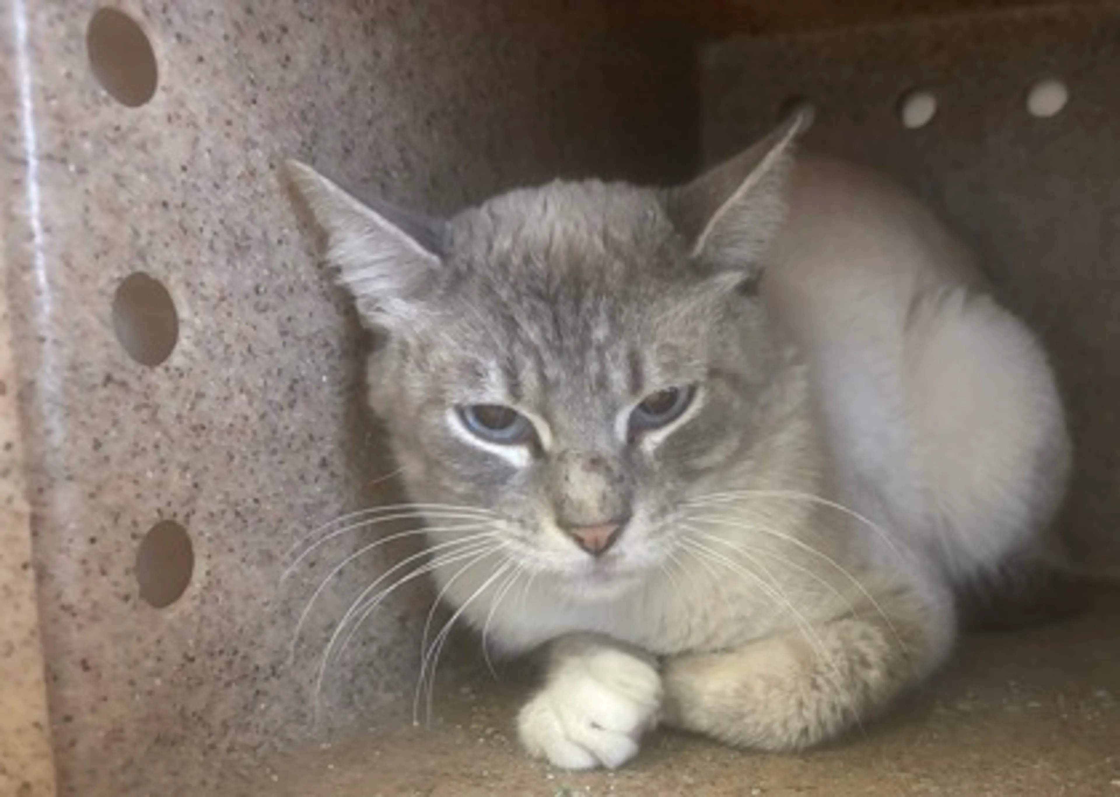 Found pet