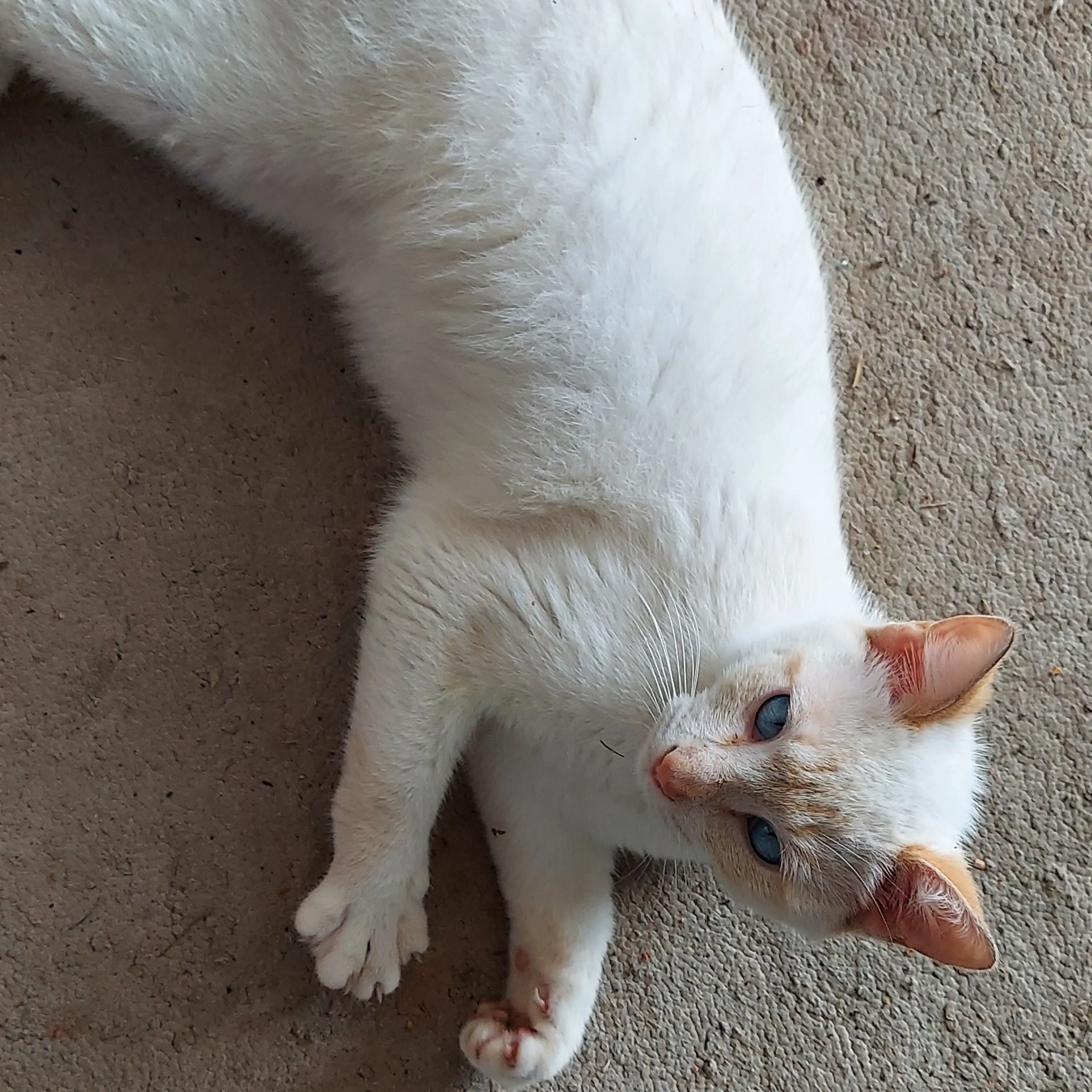 Found pet-1