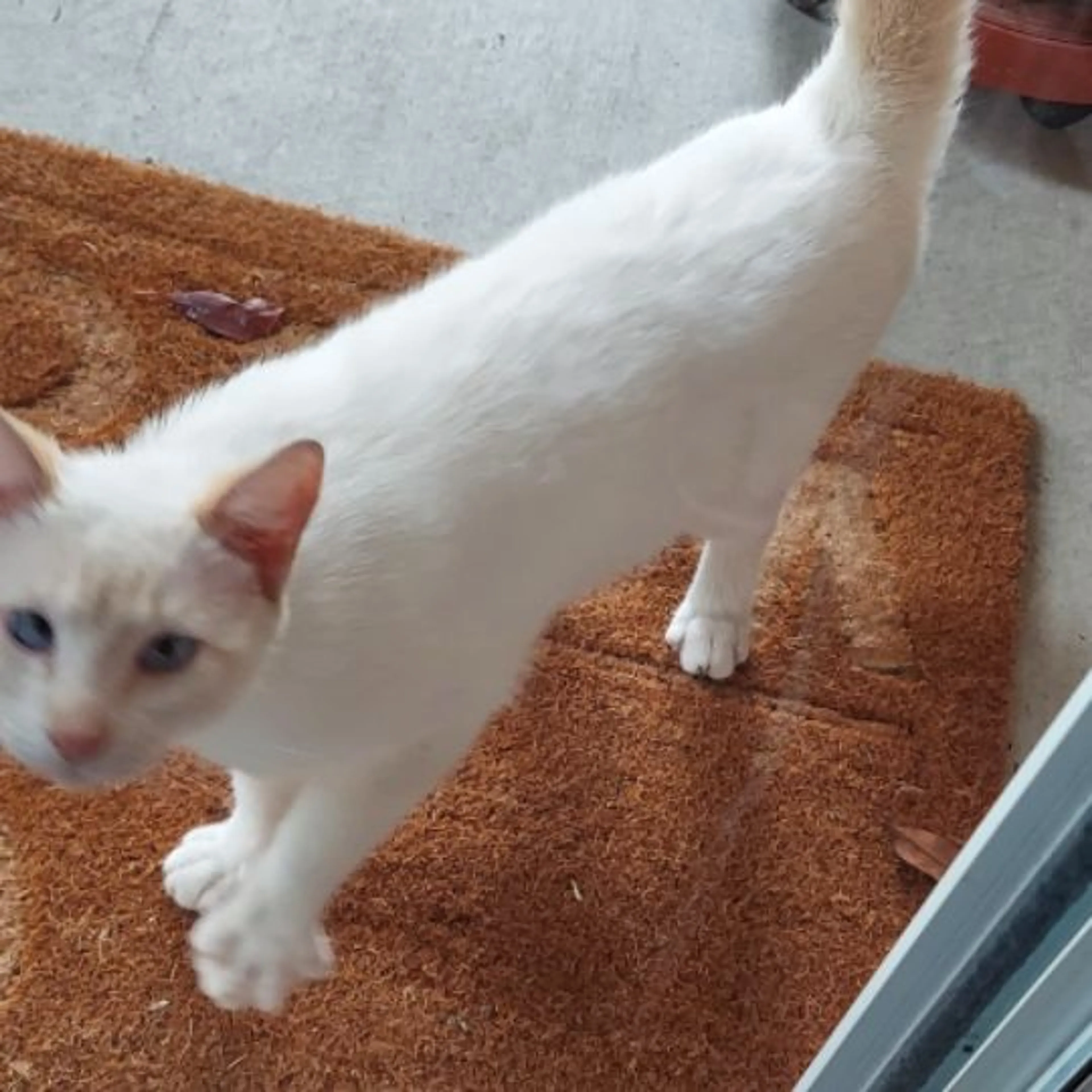 Found pet-0