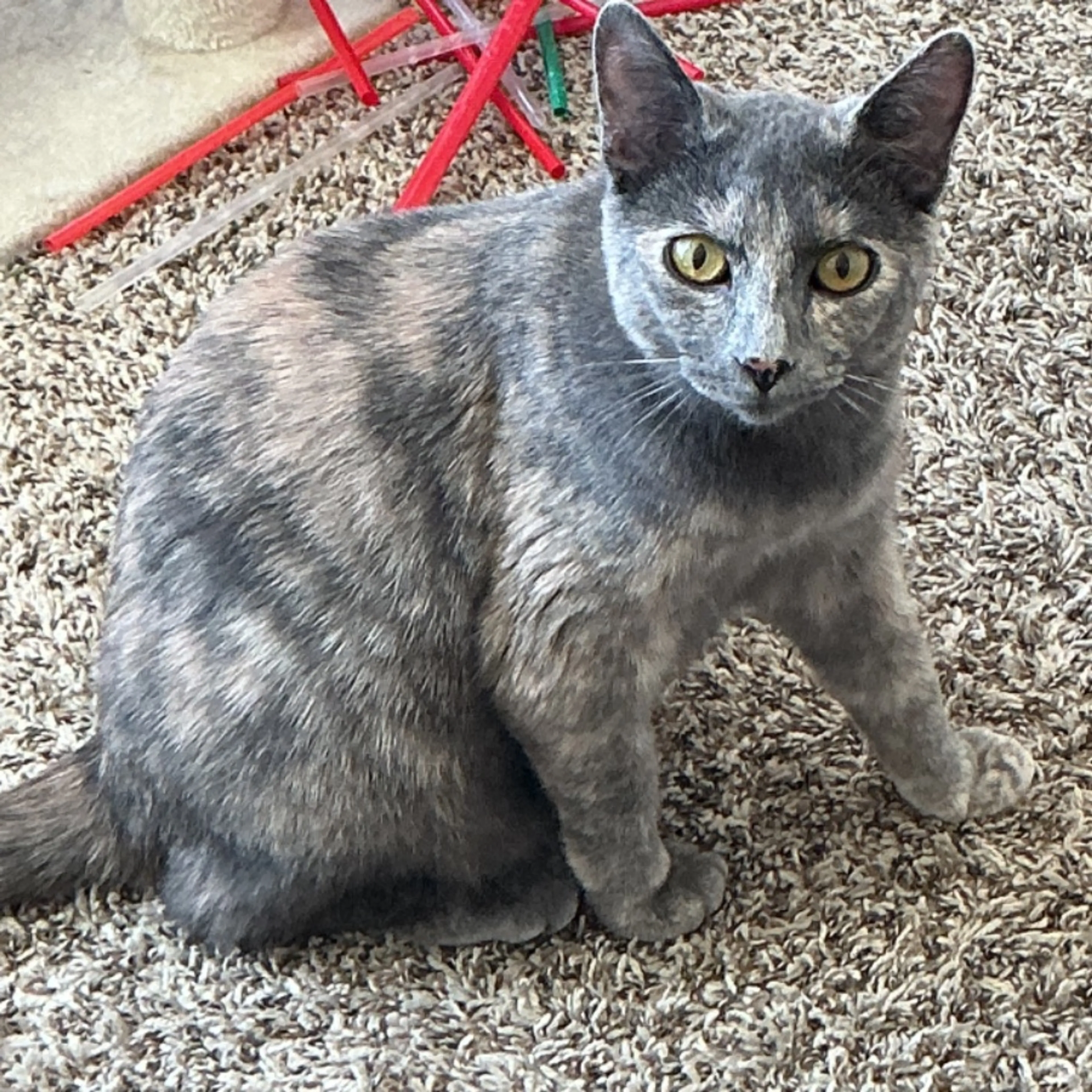 Lost pet