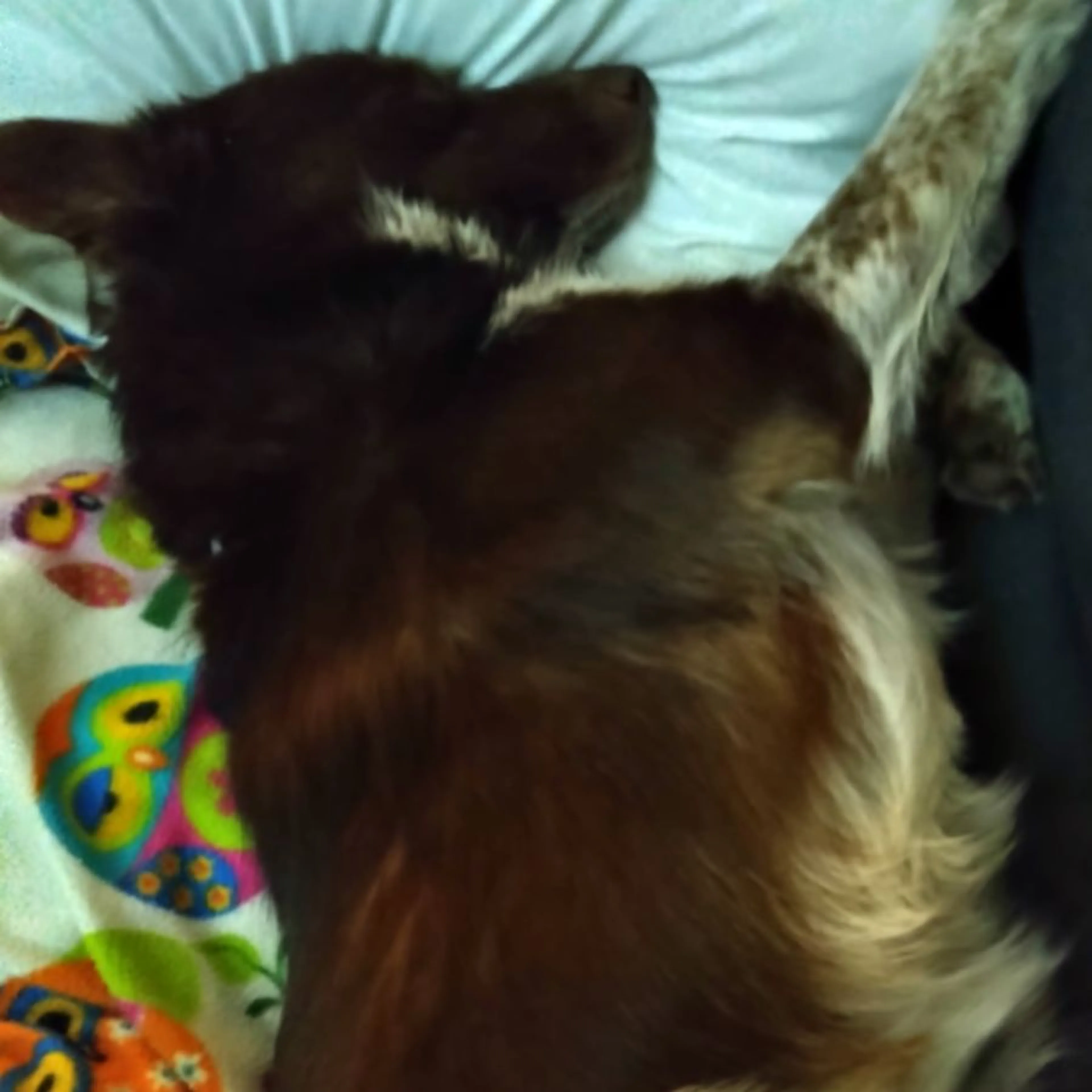 Lost pet