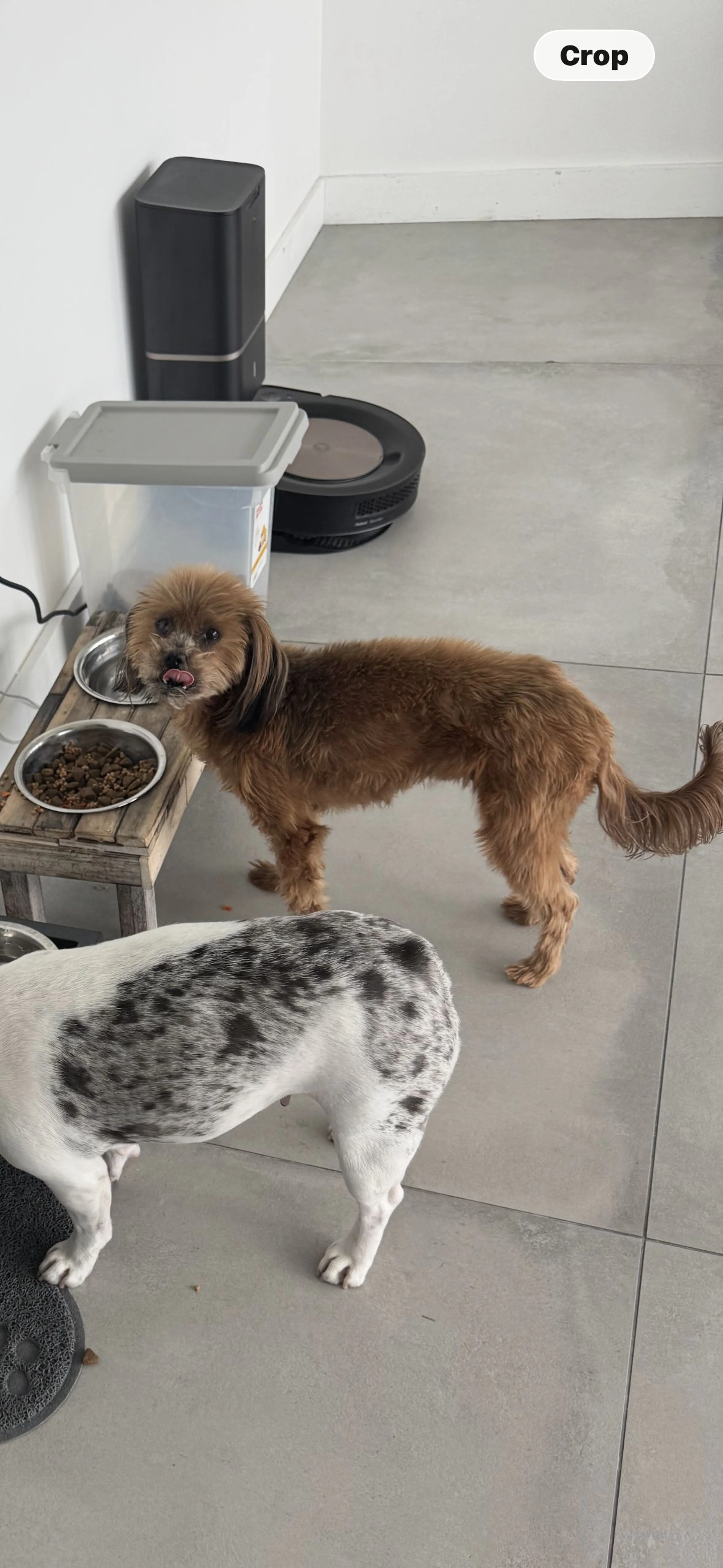 Lost pet-1