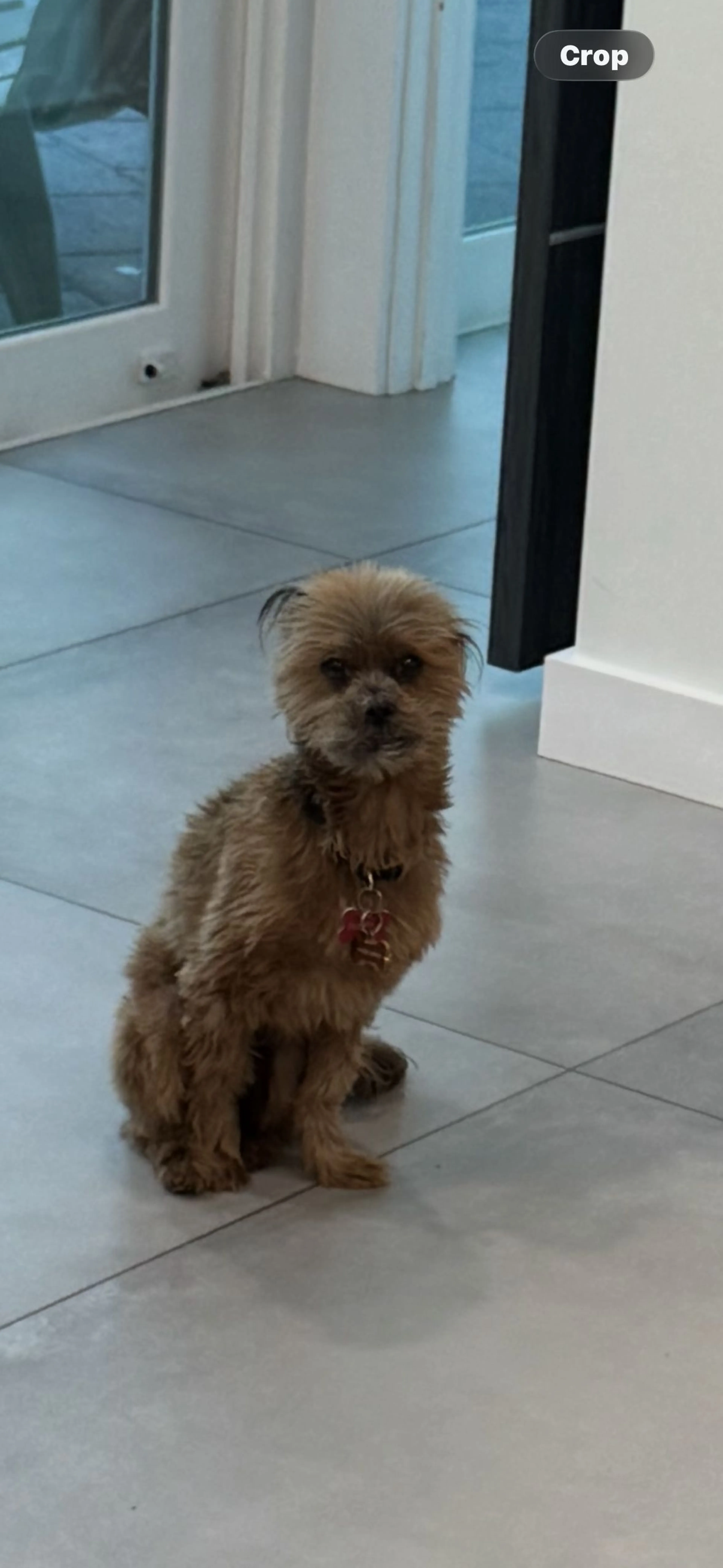 Lost pet-2