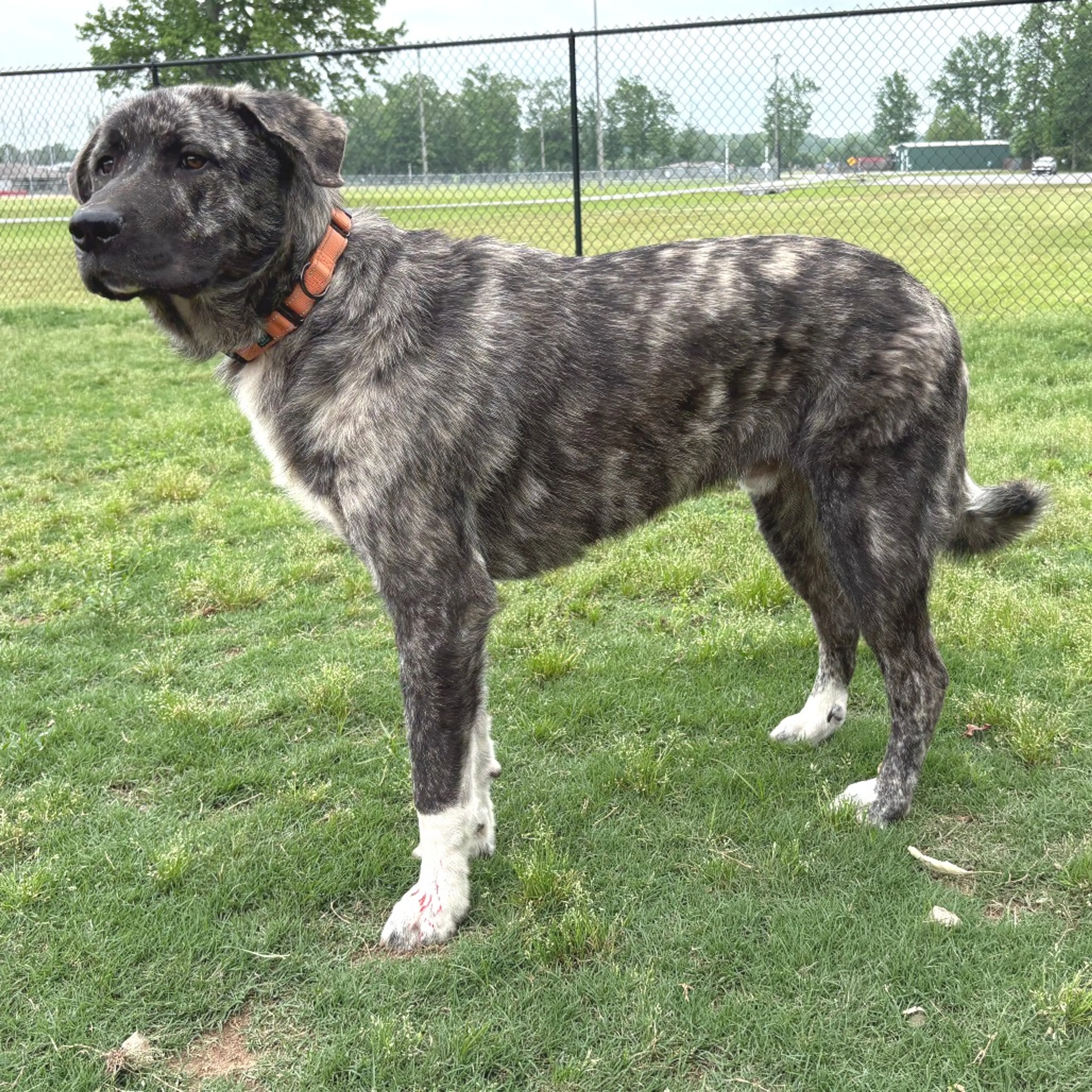 Found pet-2