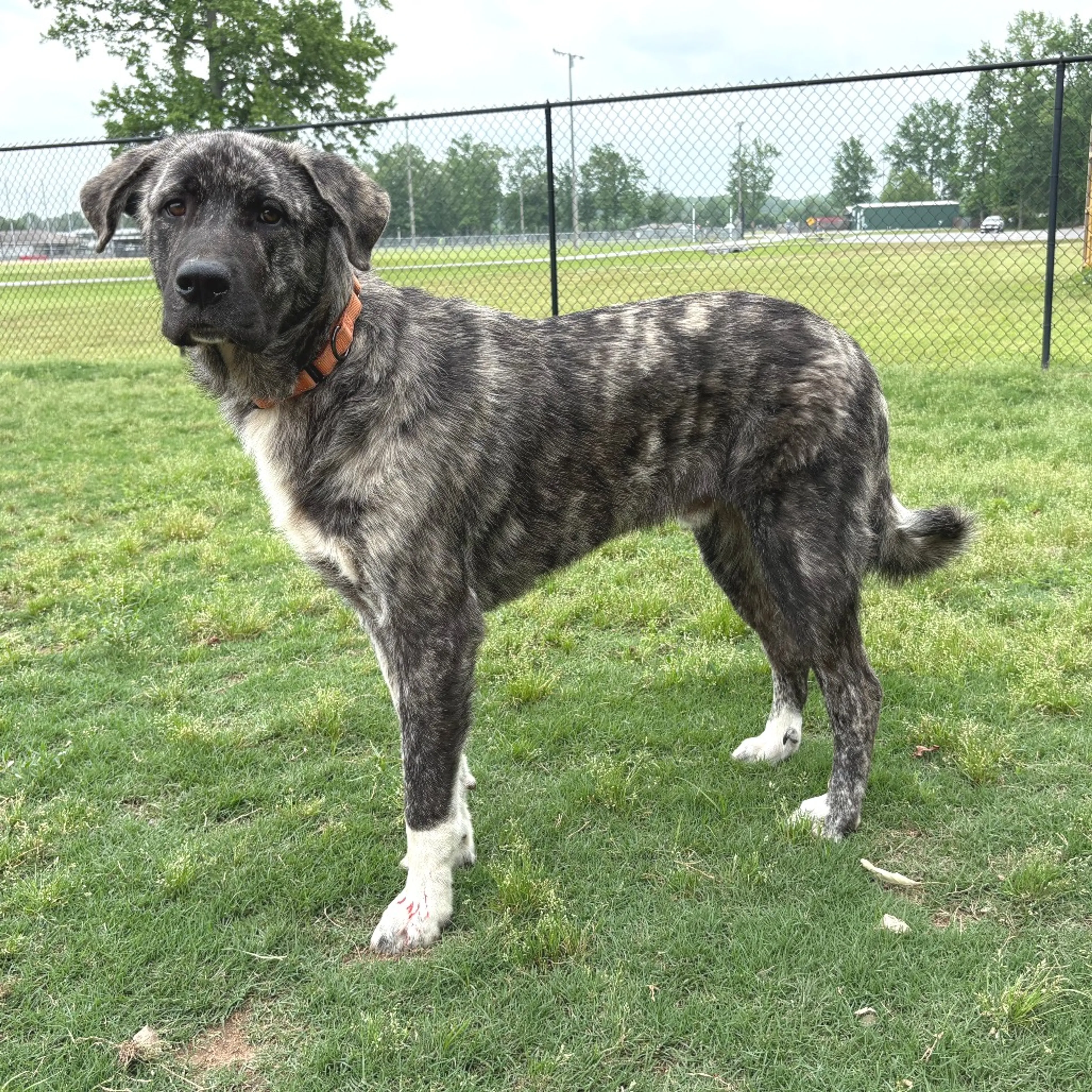 Found pet-1
