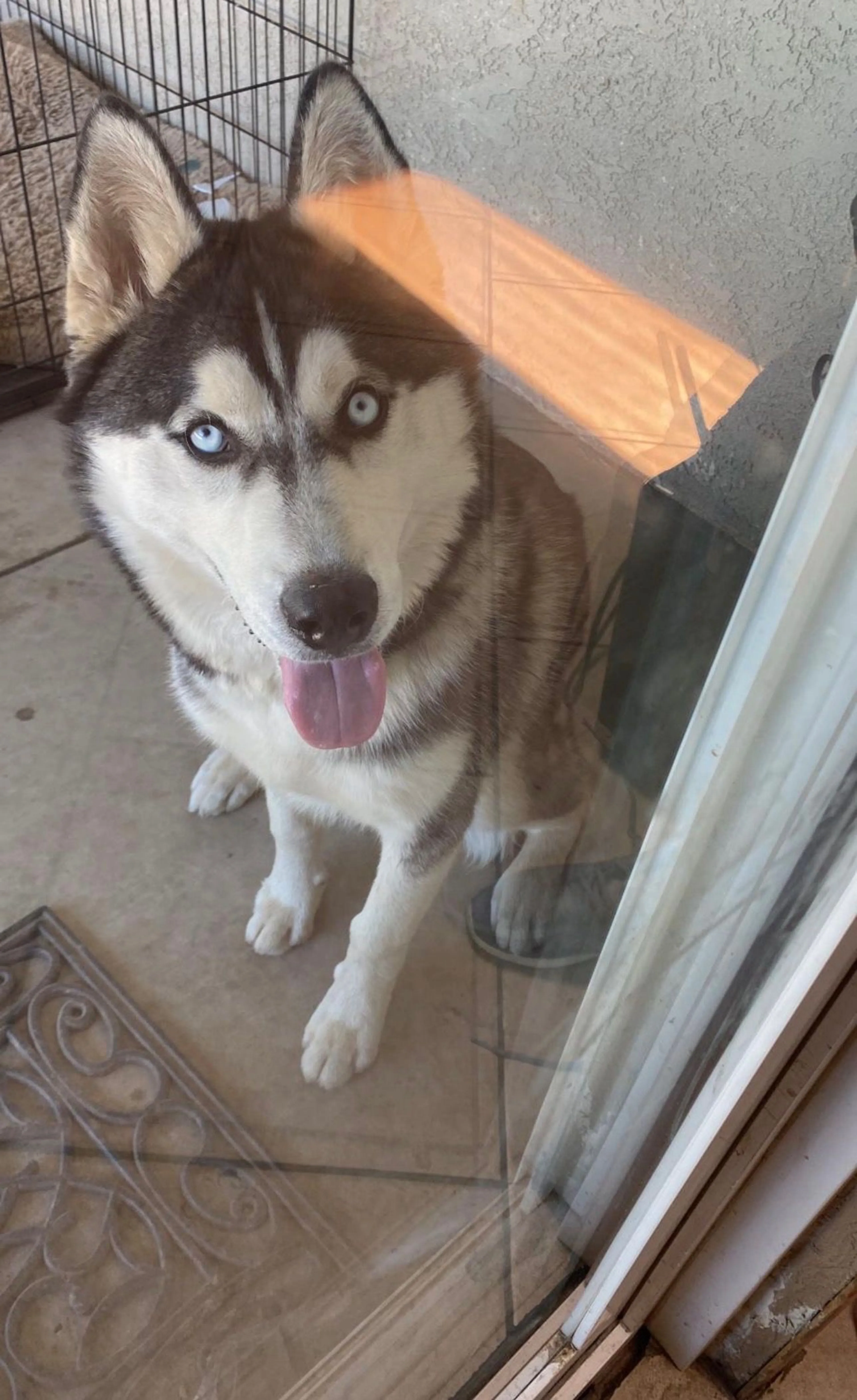 Lost pet