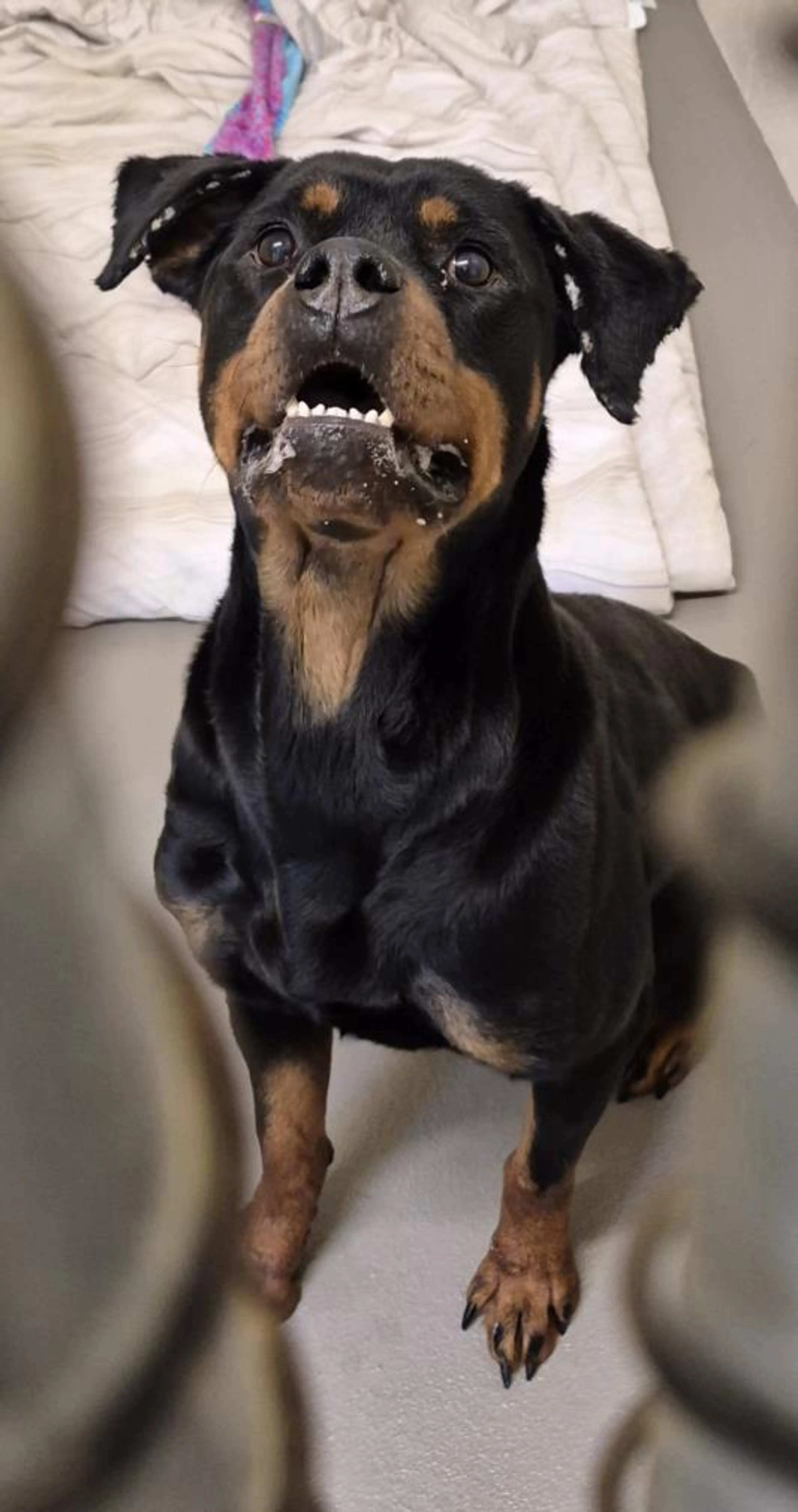 Found pet