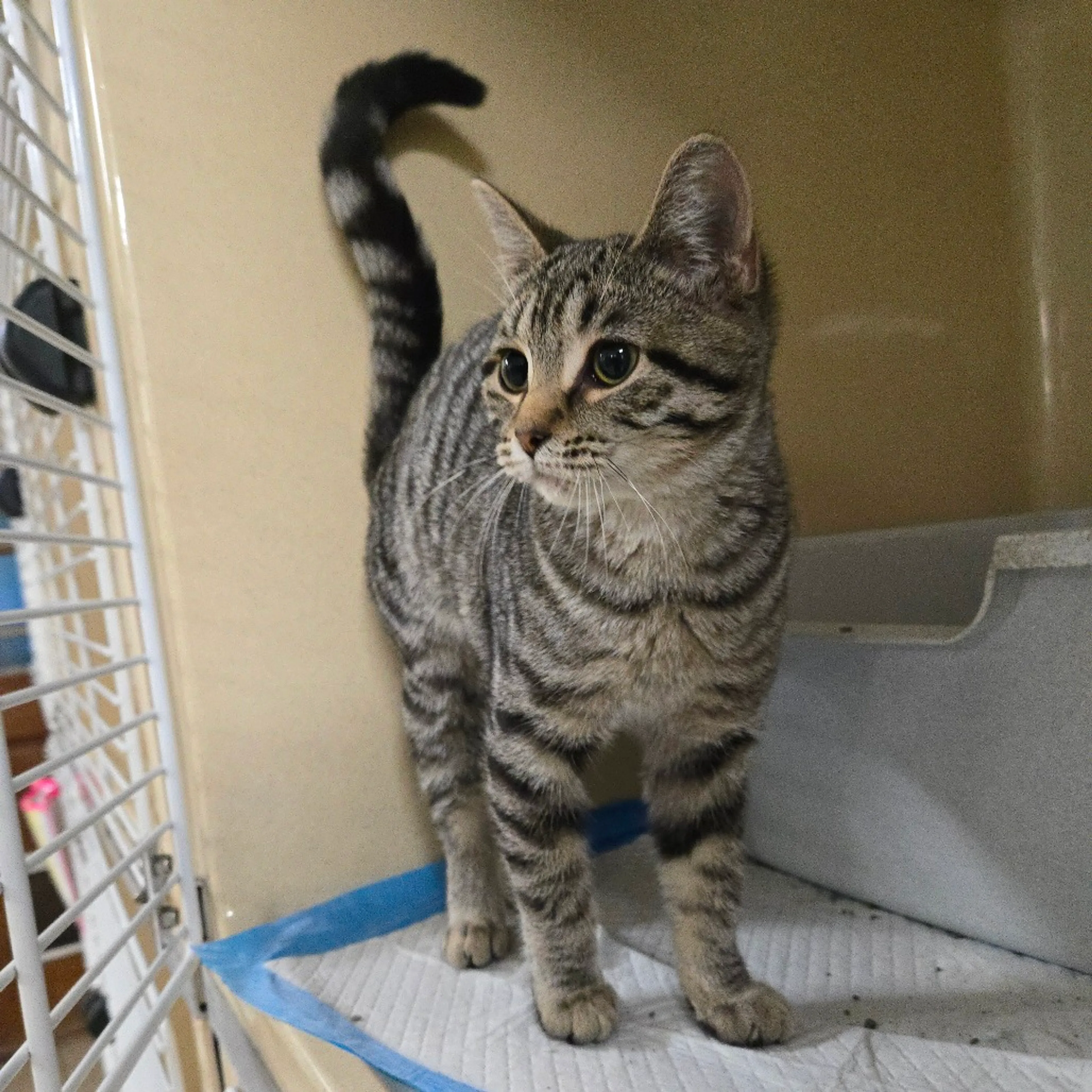 Found pet