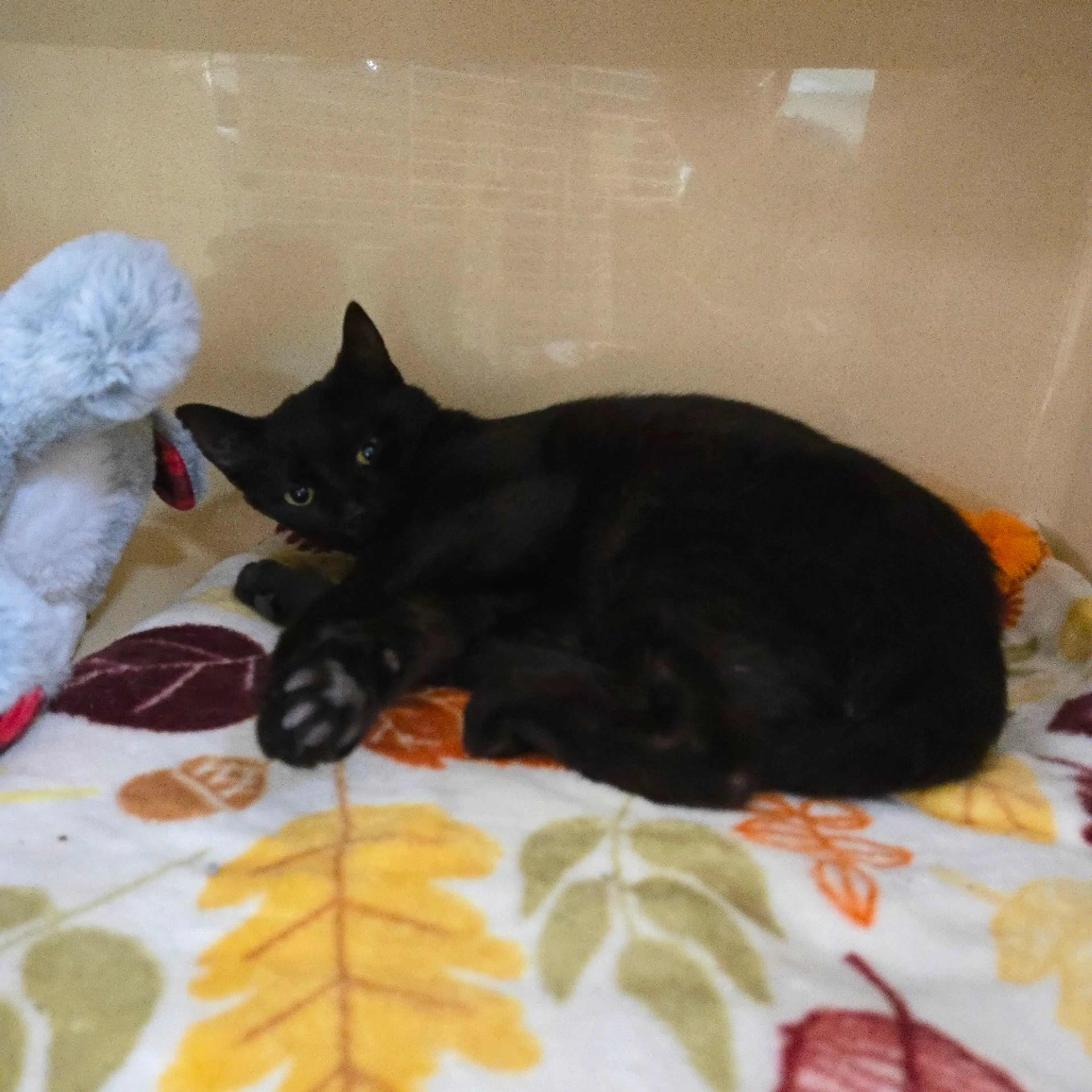 Found pet