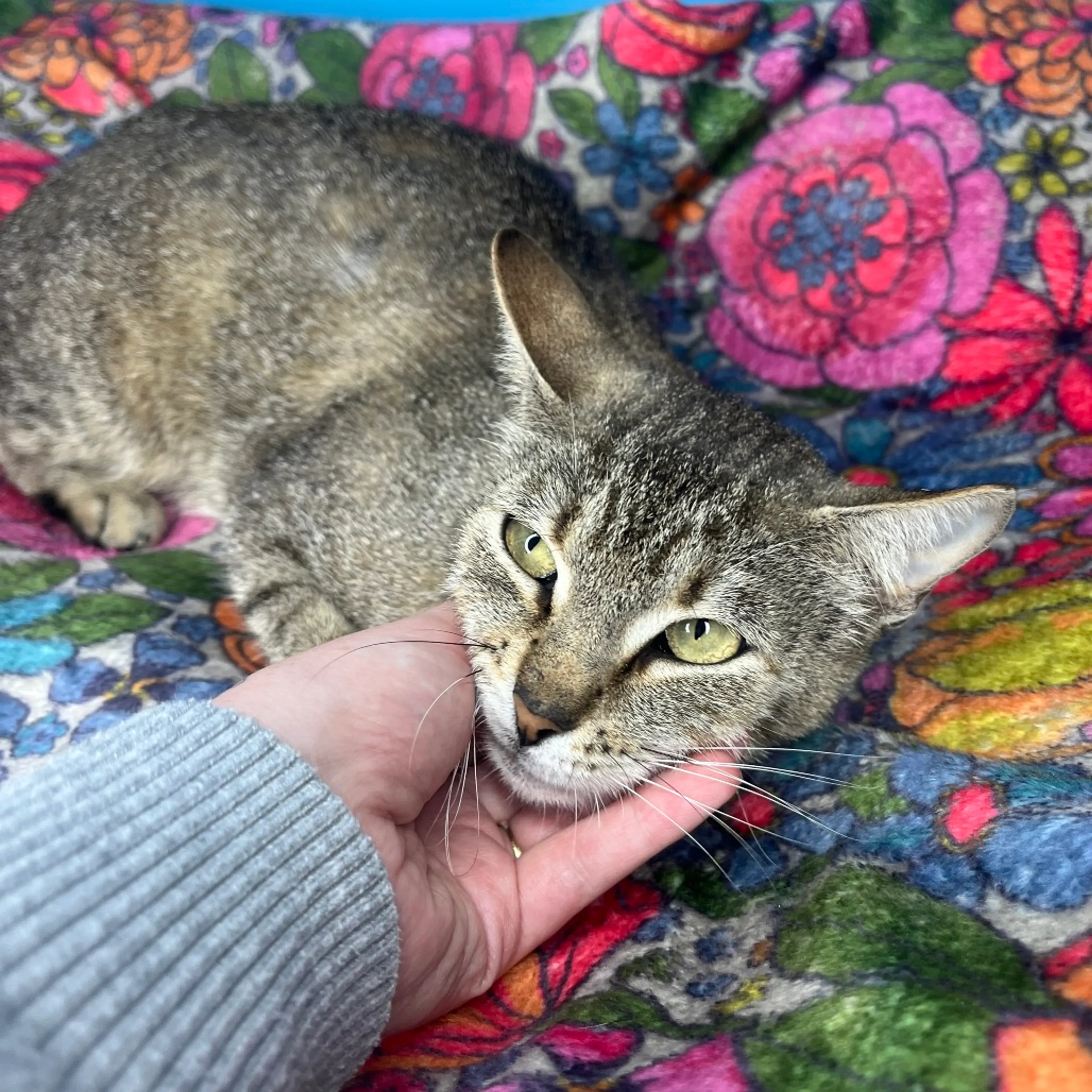 Found pet-8