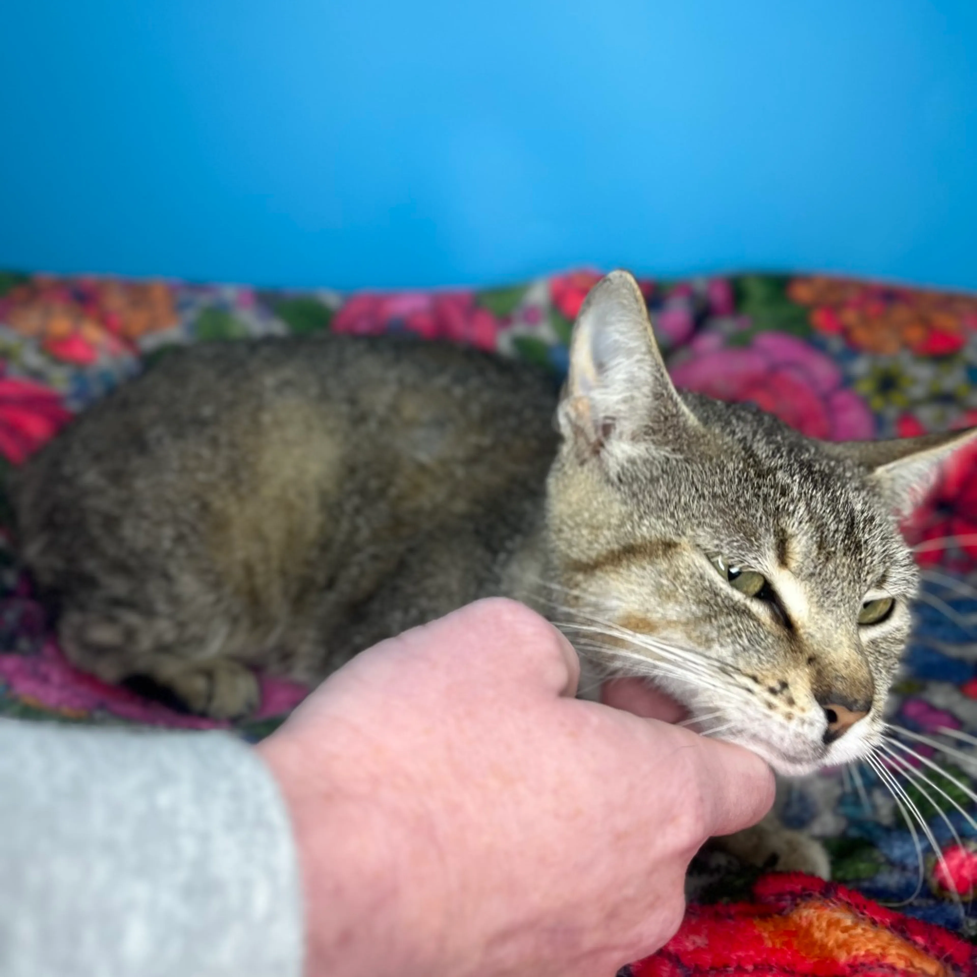 Found pet-2