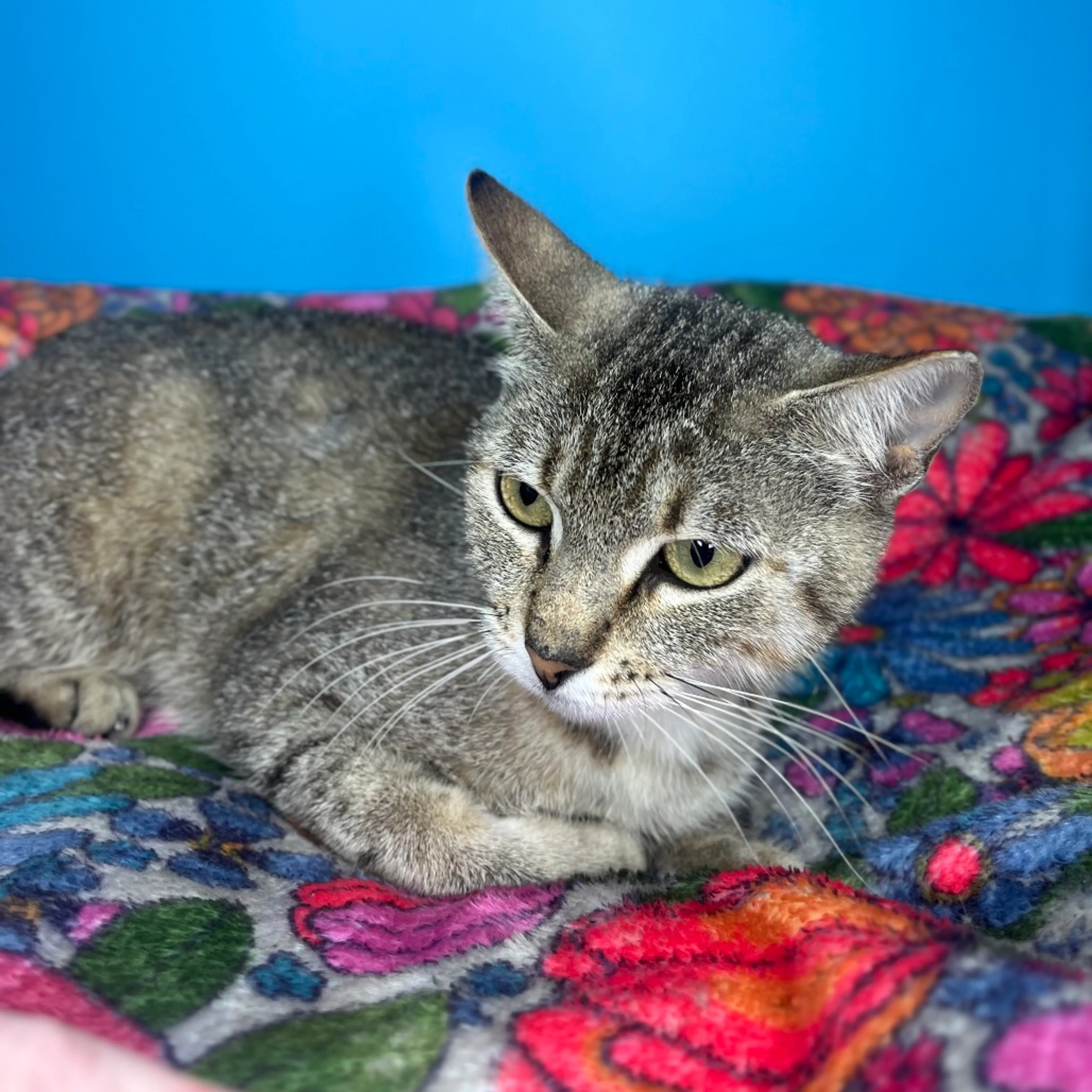 Found pet-1