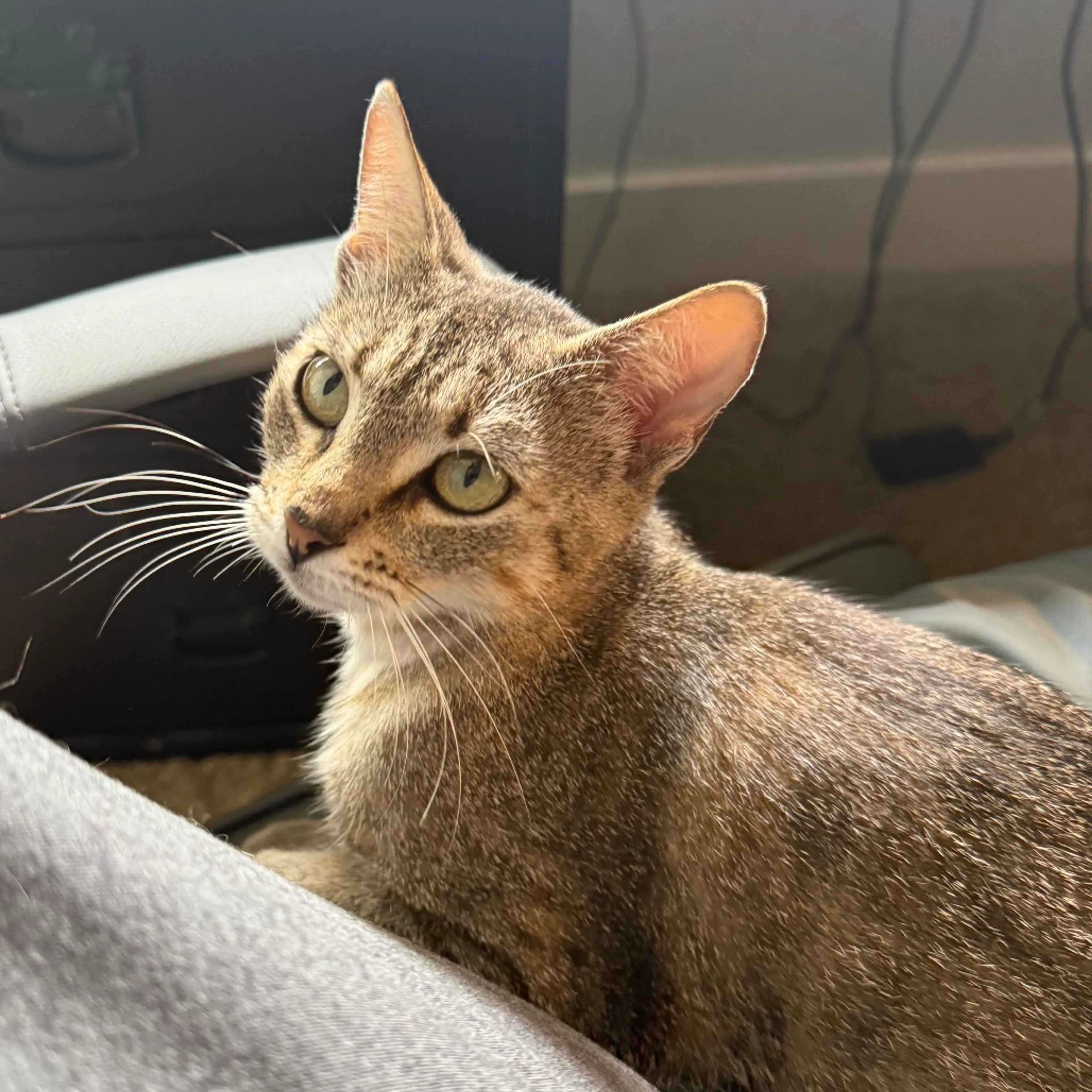 Found pet-11