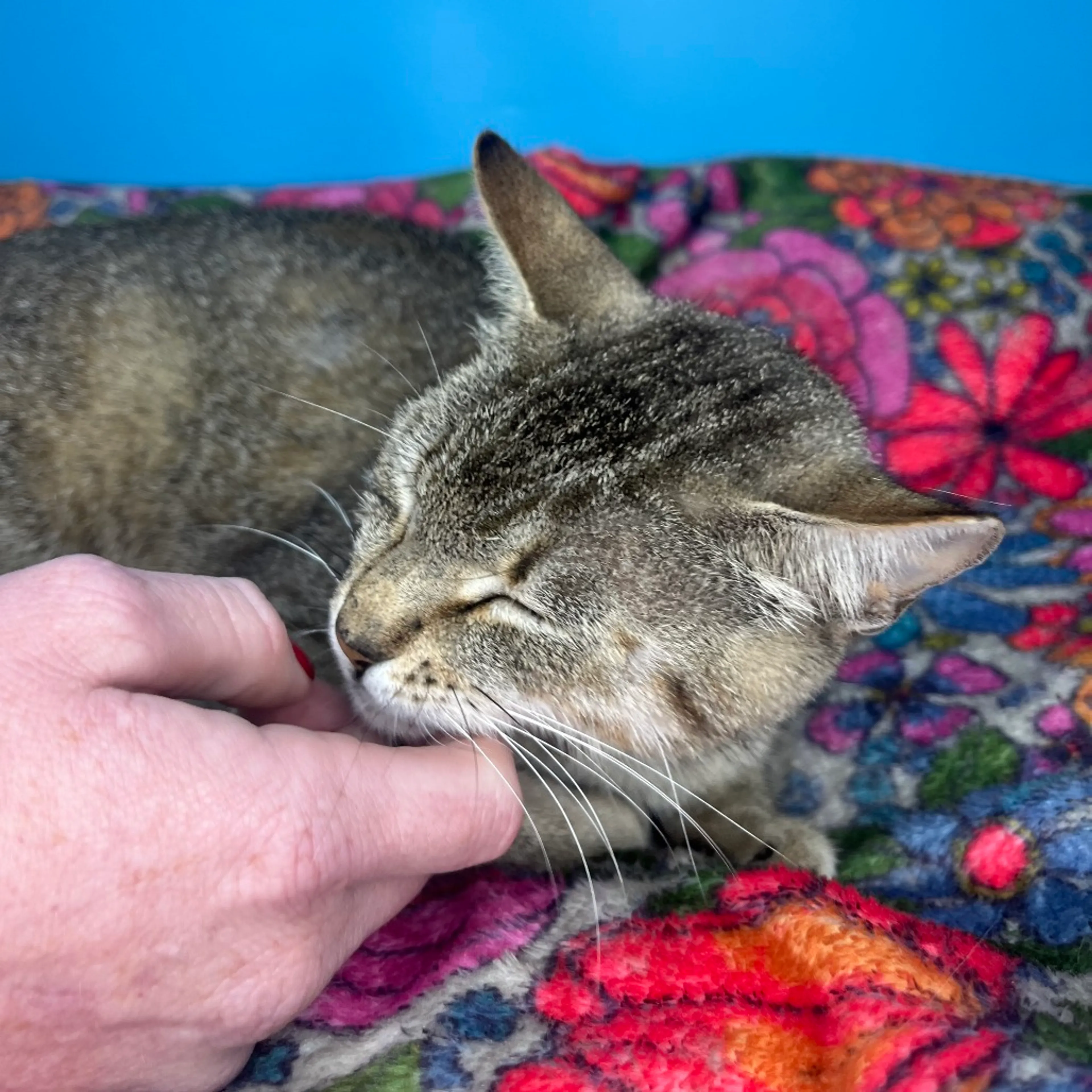 Found pet-3