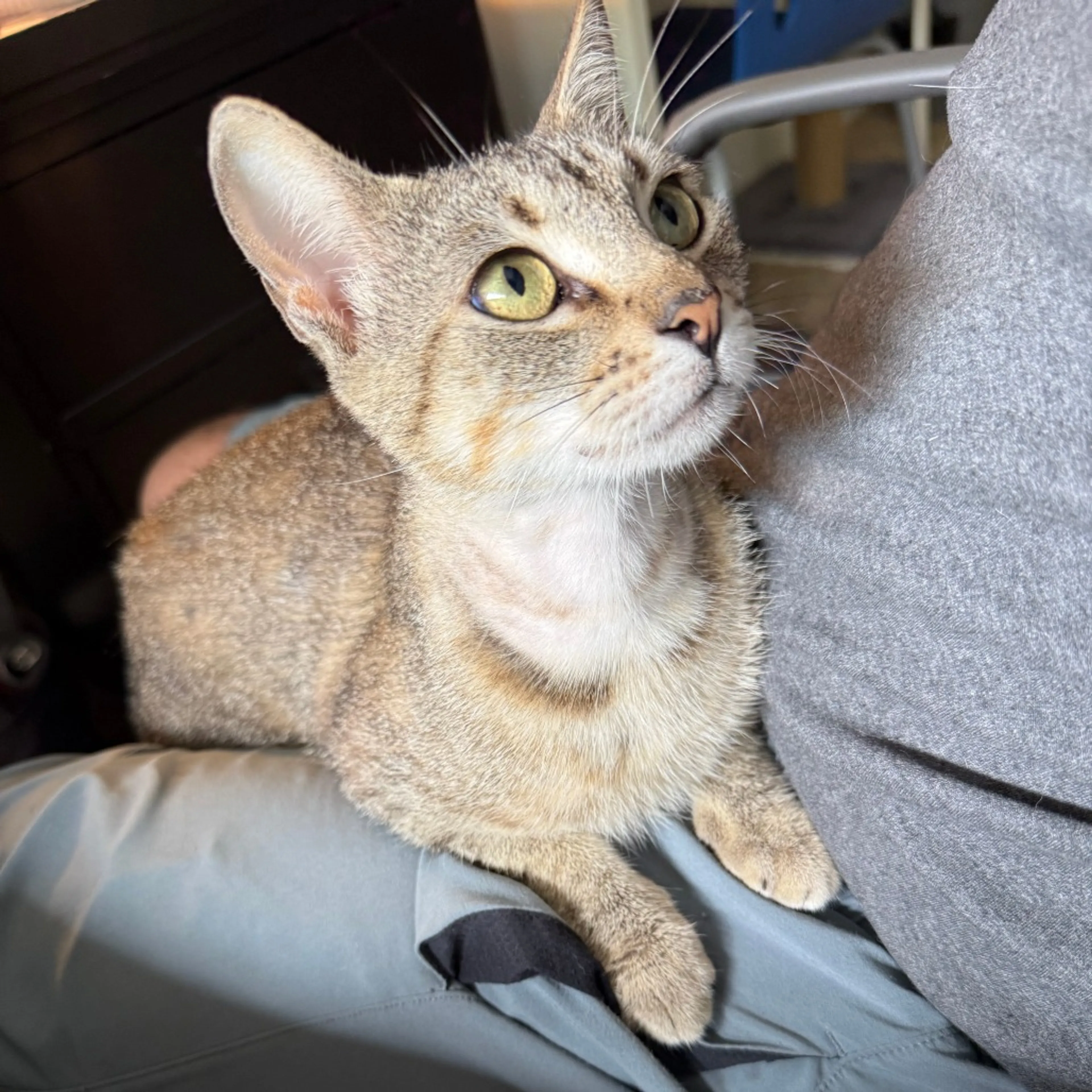 Found pet-12