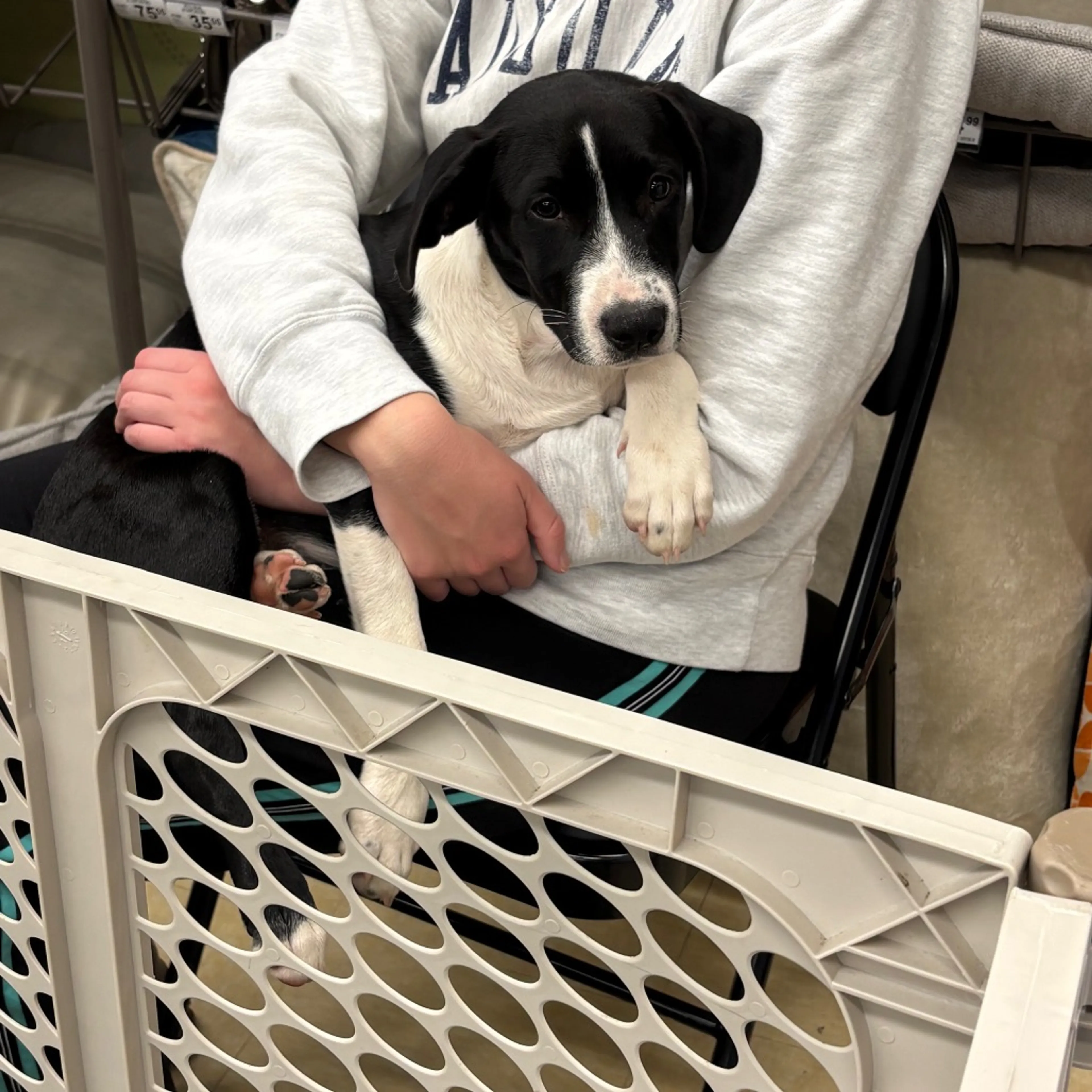 Found pet-1