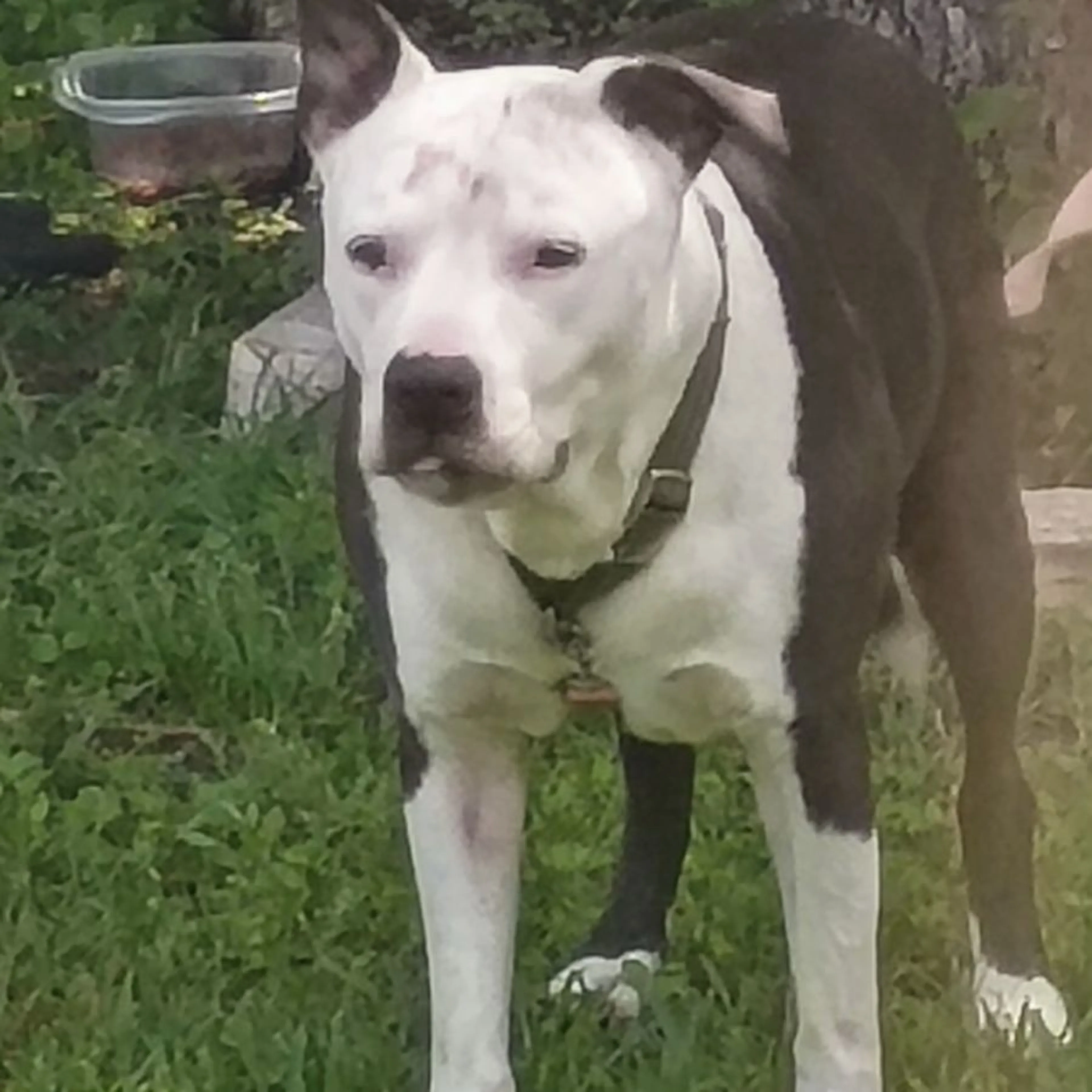 Found pet