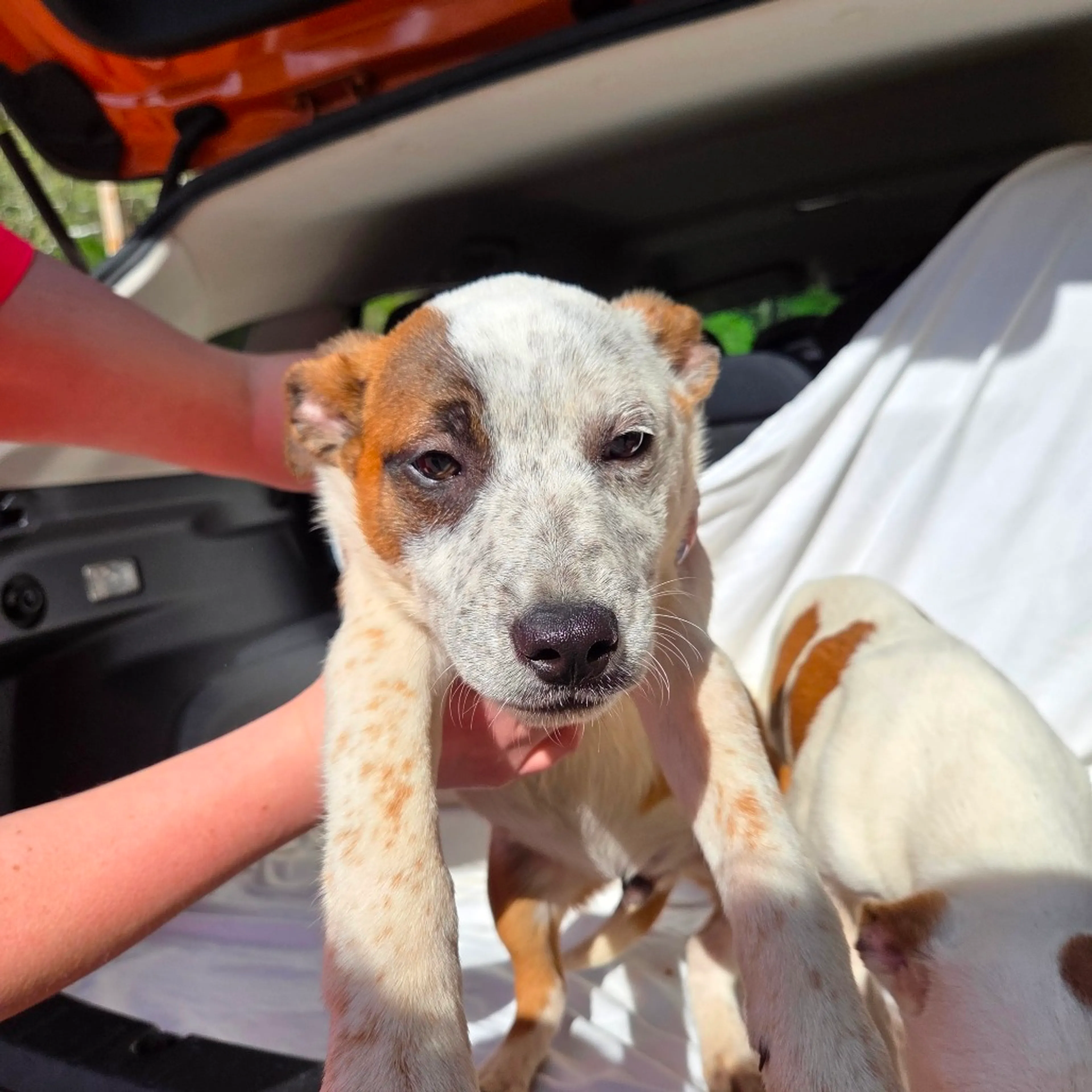 Found pet-1