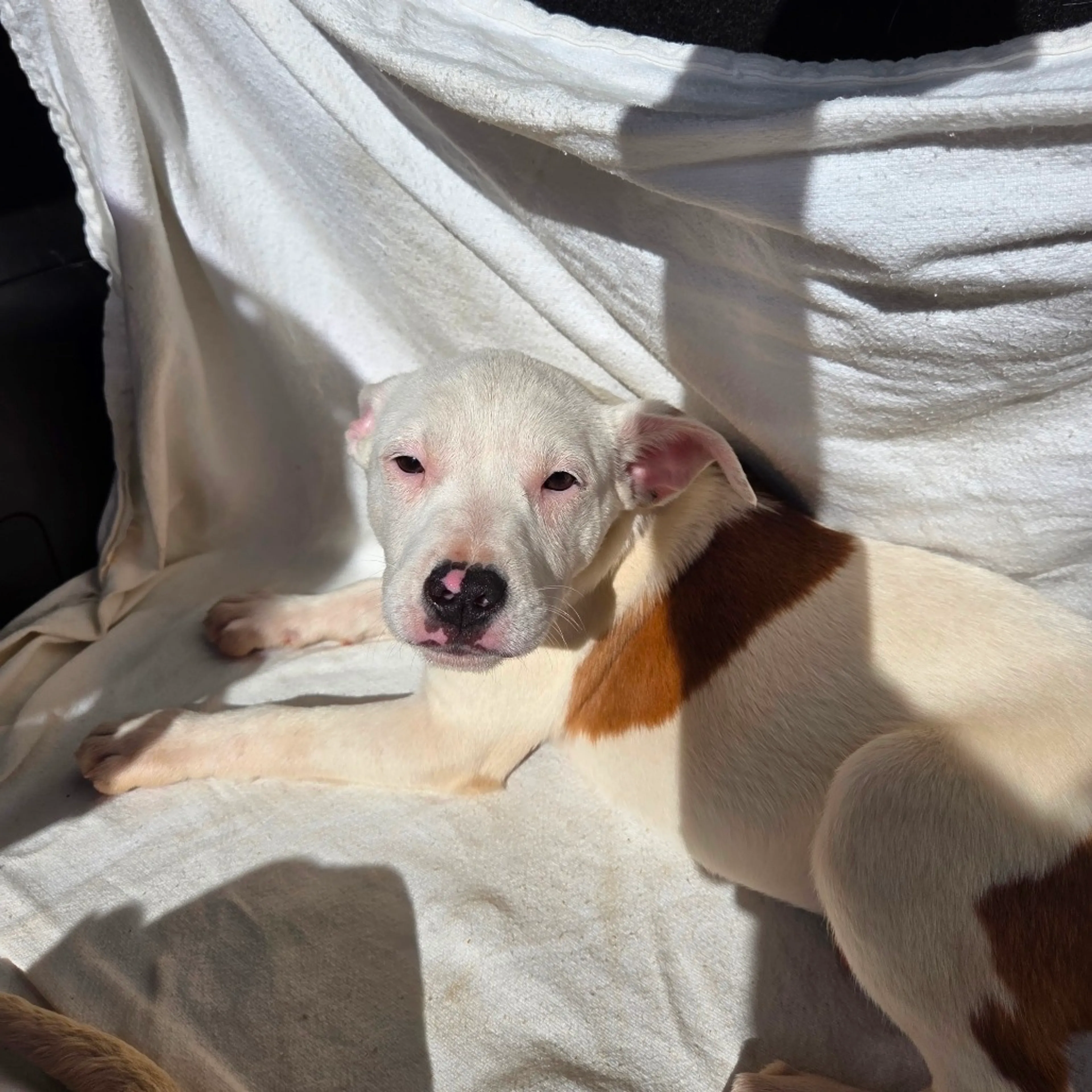 Found pet-1