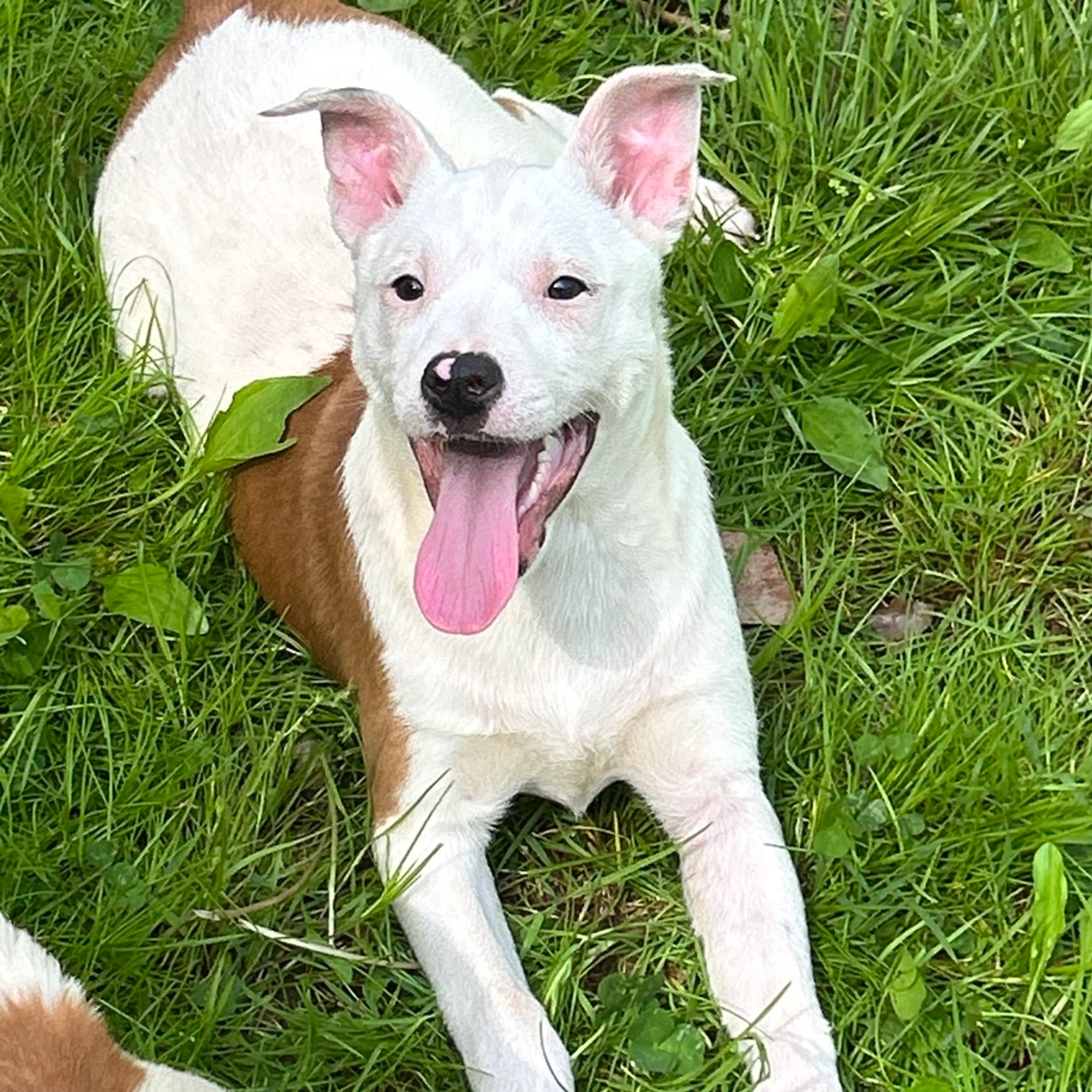 Found pet-0