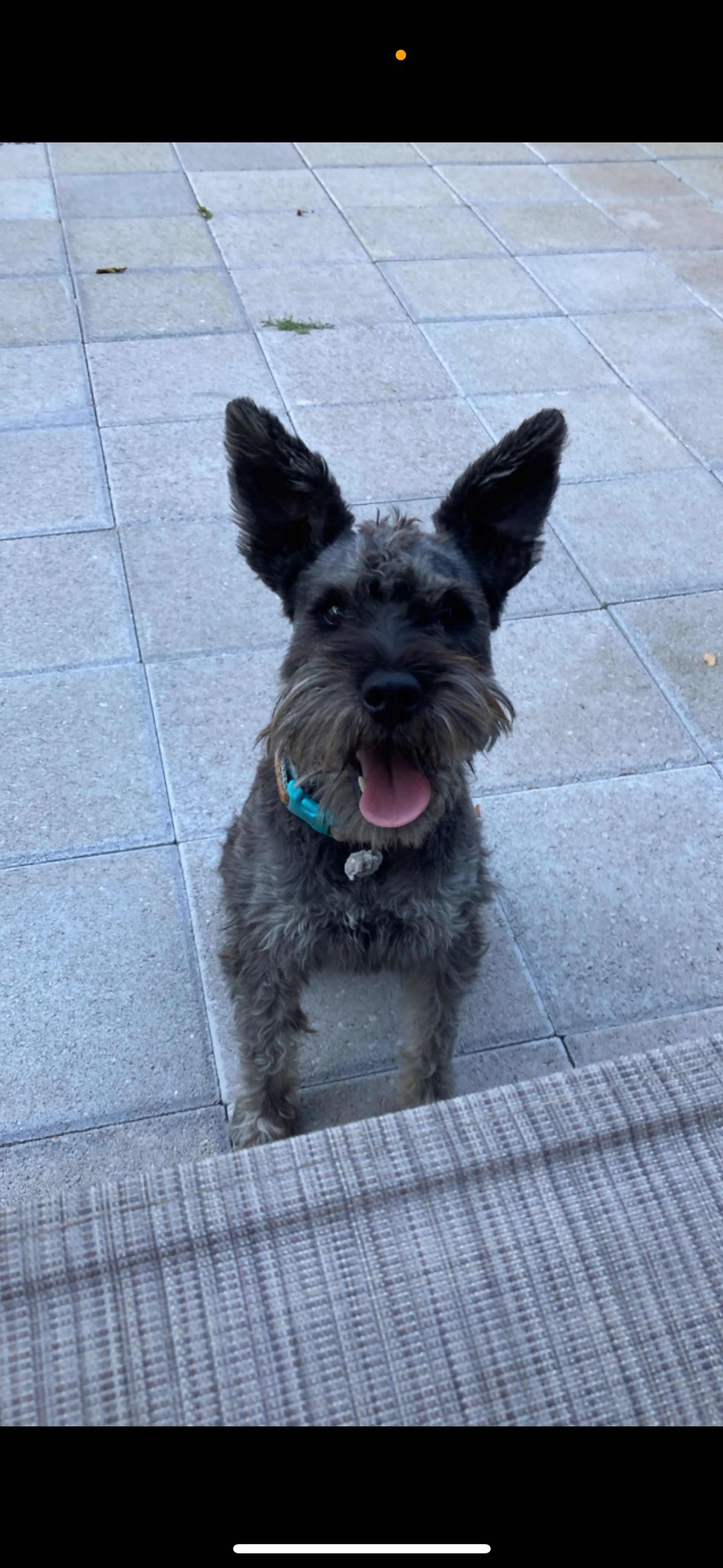 Lost pet