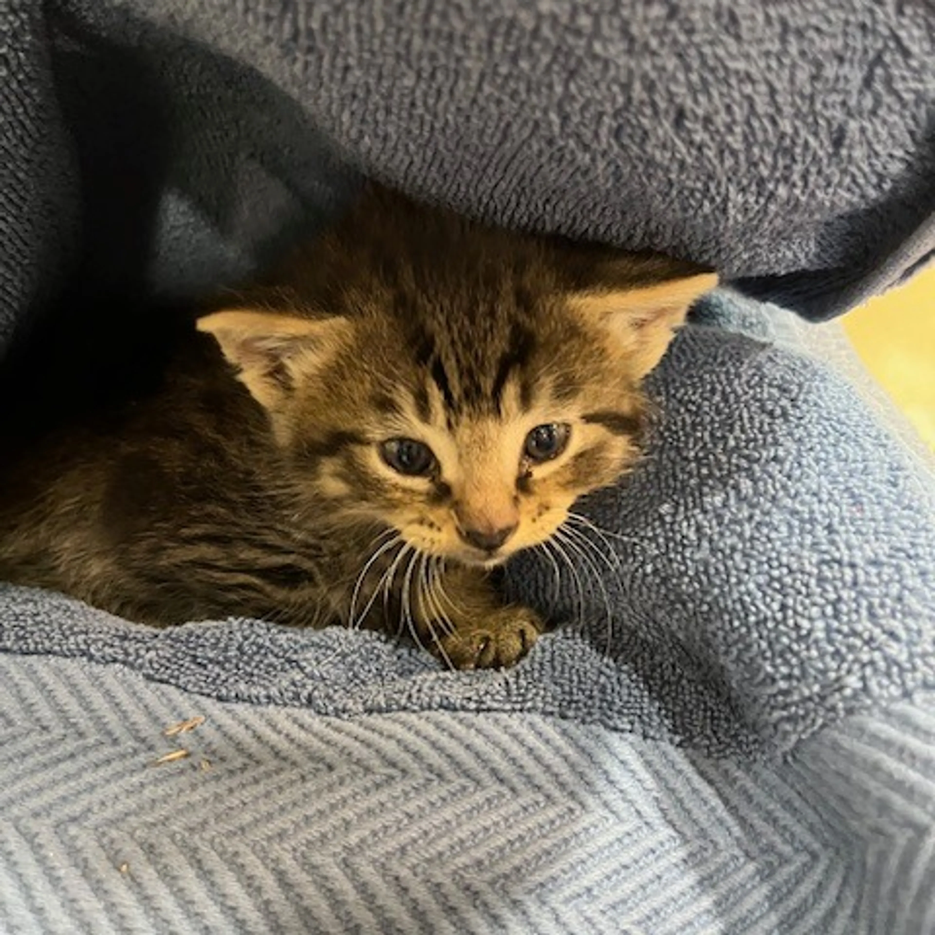 Found pet-1