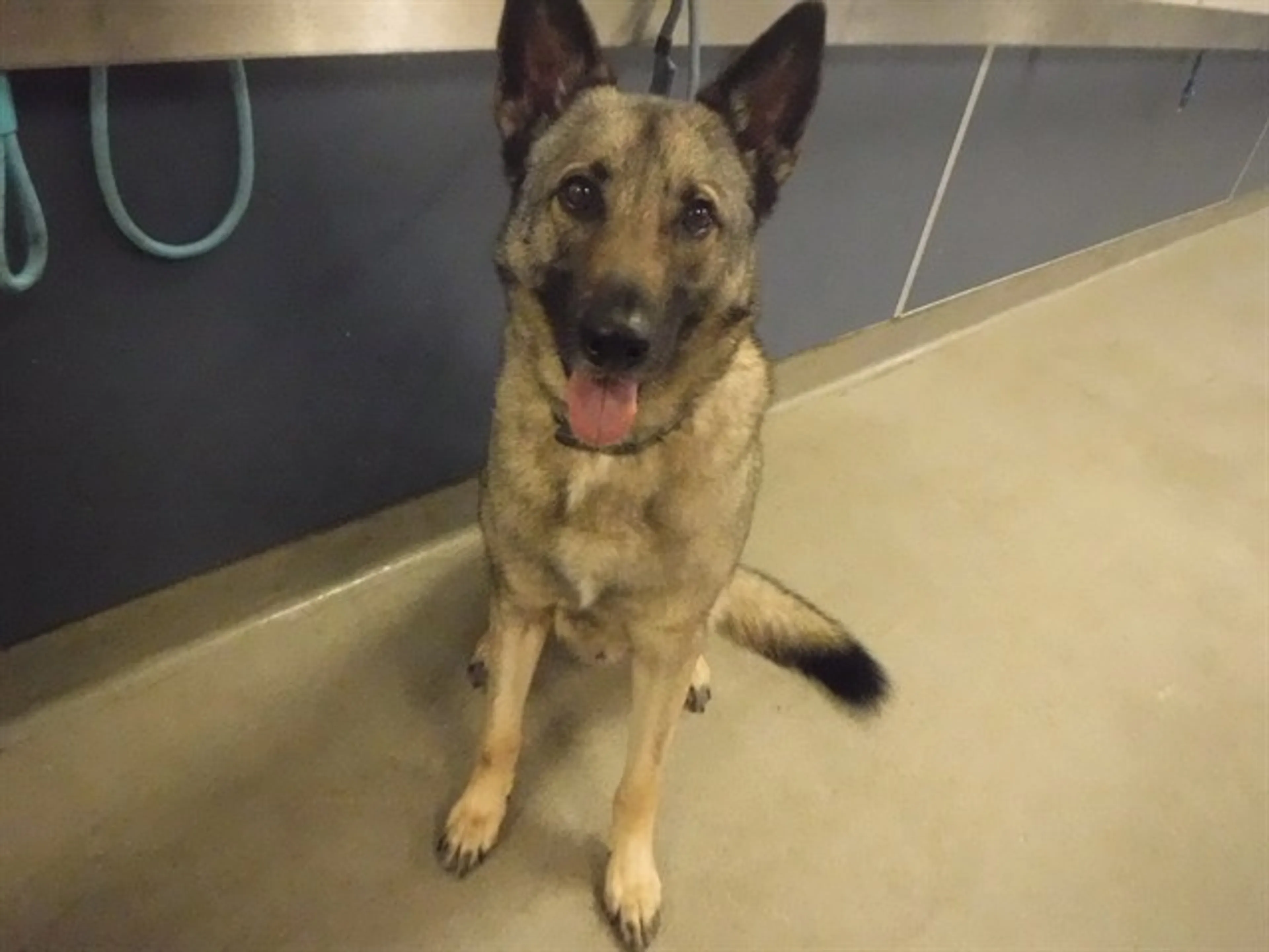 Found pet